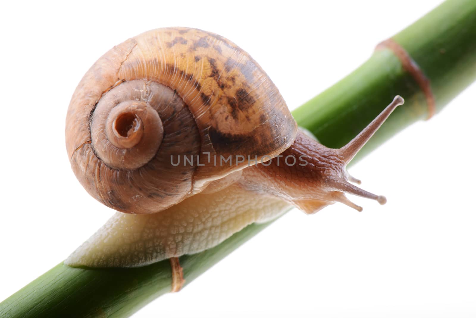 Snail on bamboo isolated on a white background