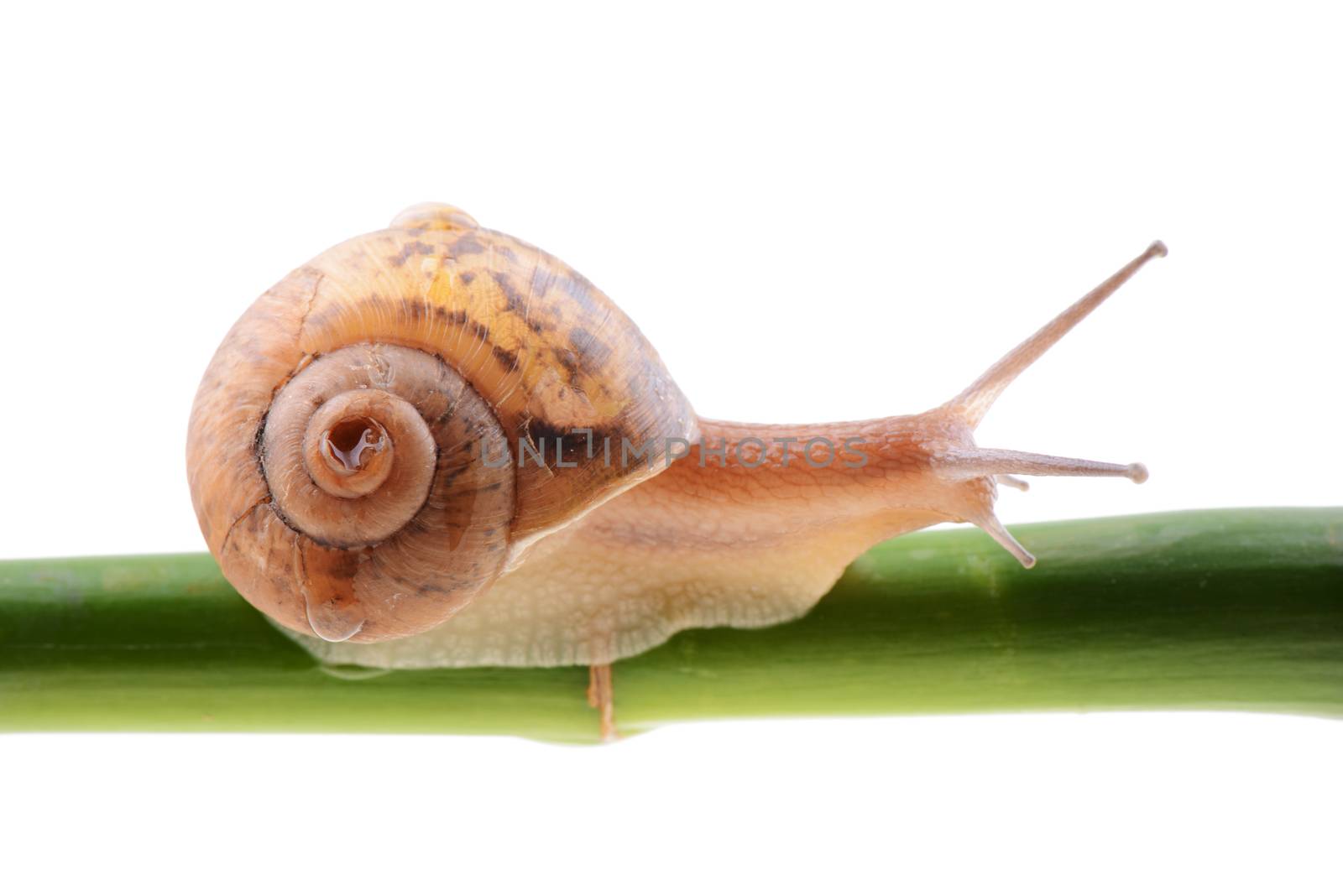 Snail on a green bamboo stem by bbbar