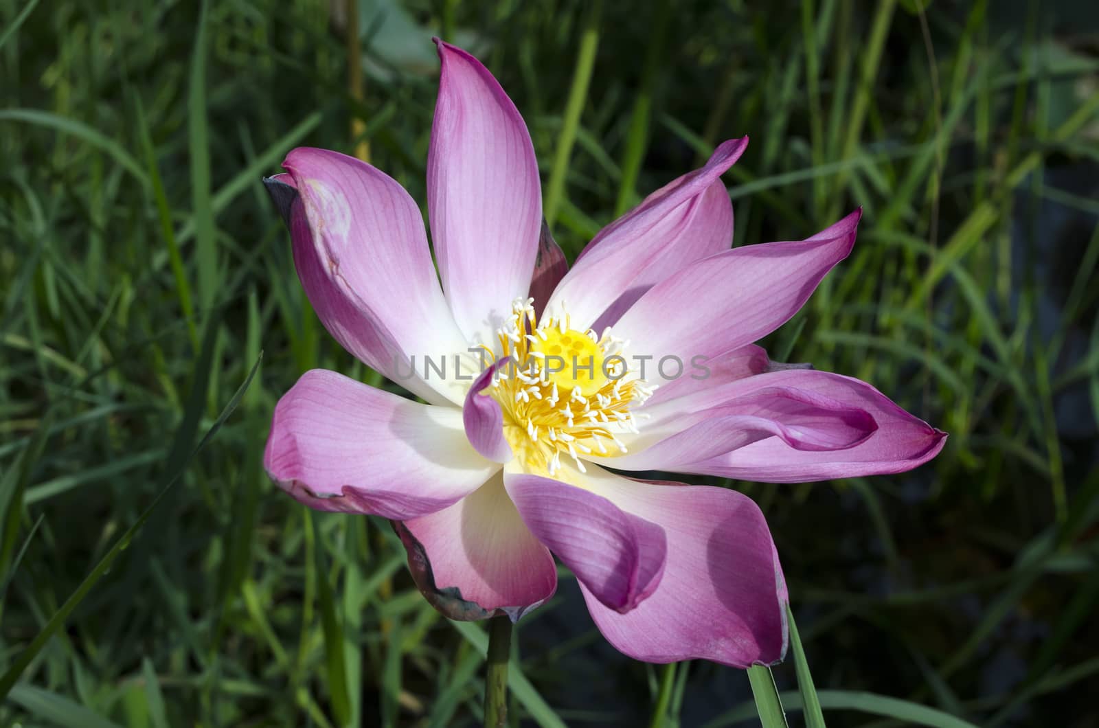 Old Lotus Flower. by GNNick