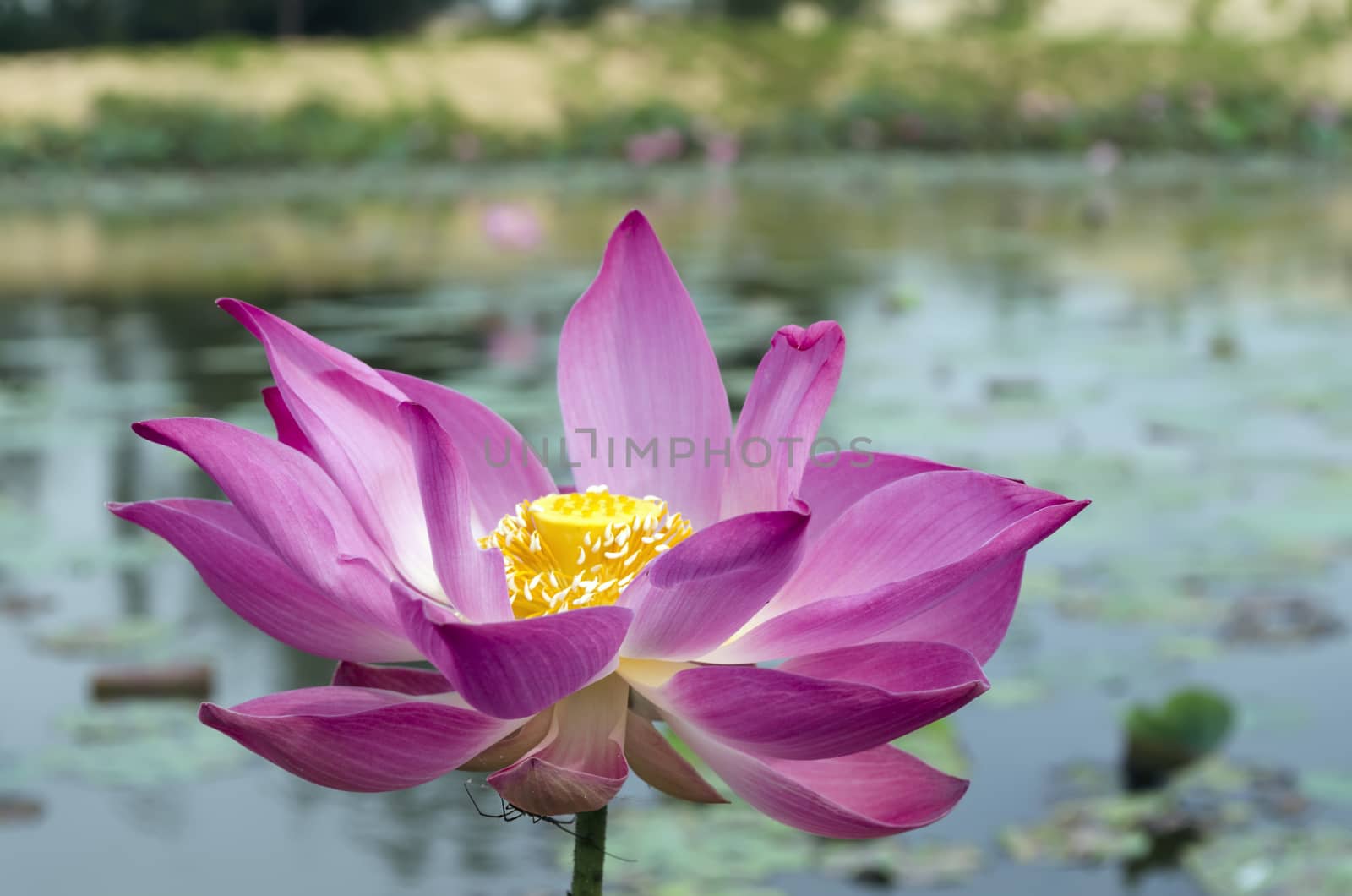 Lotus Flower and Pond. by GNNick