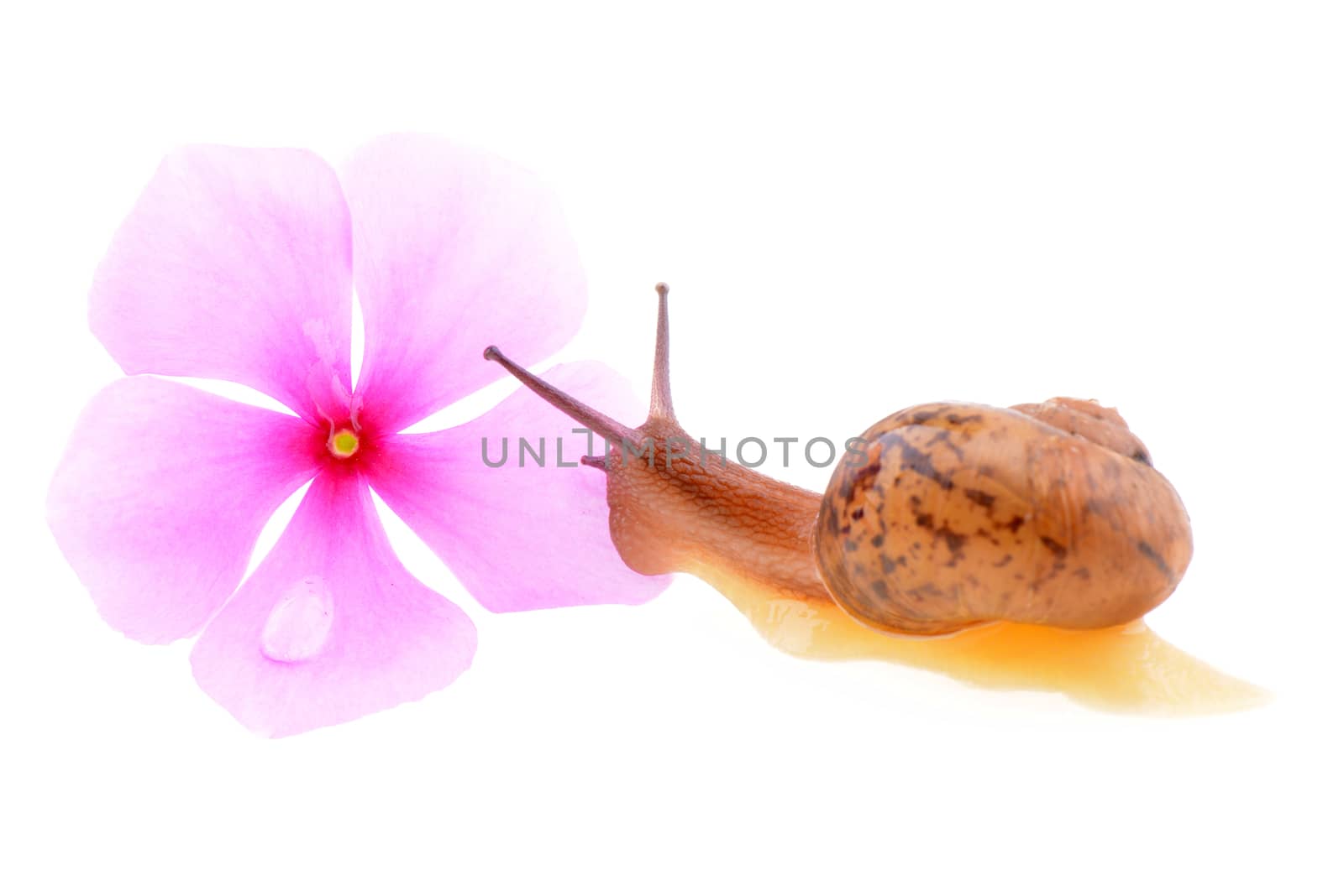 Snail on a white background by bbbar