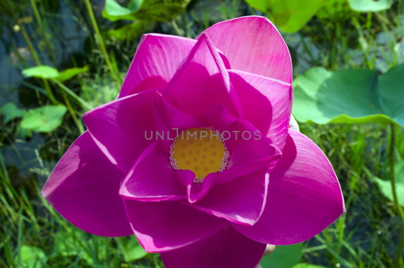 Nelumbo is genus of aquatic plants with large, showy flowers resembling water lily.