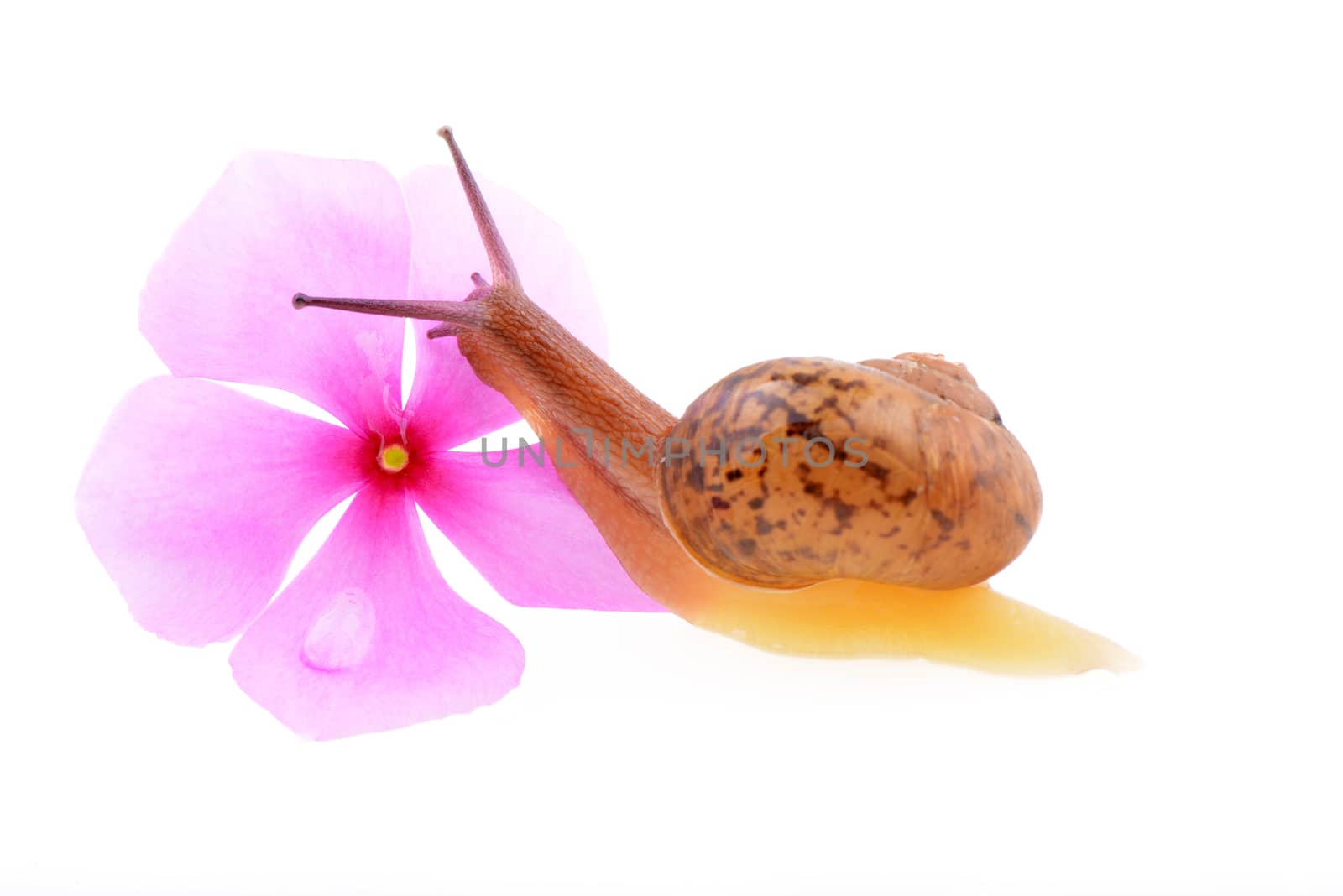 Snail with a purple flower on a white background