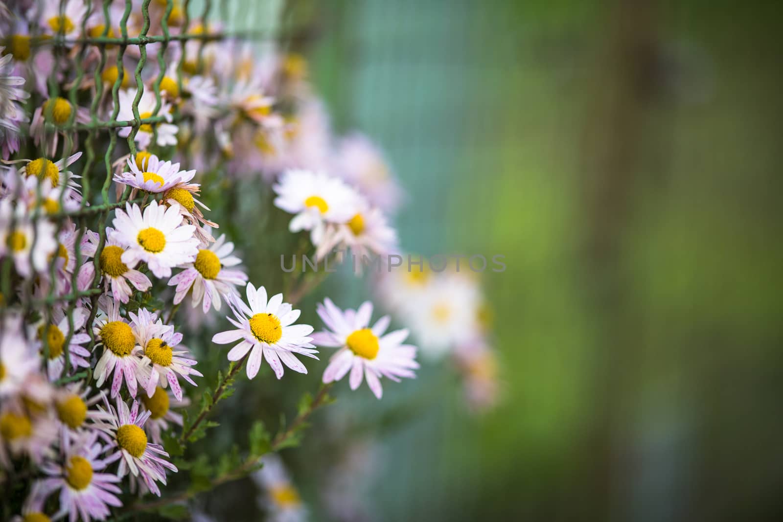 Lovely  daisyflowers with lush green background