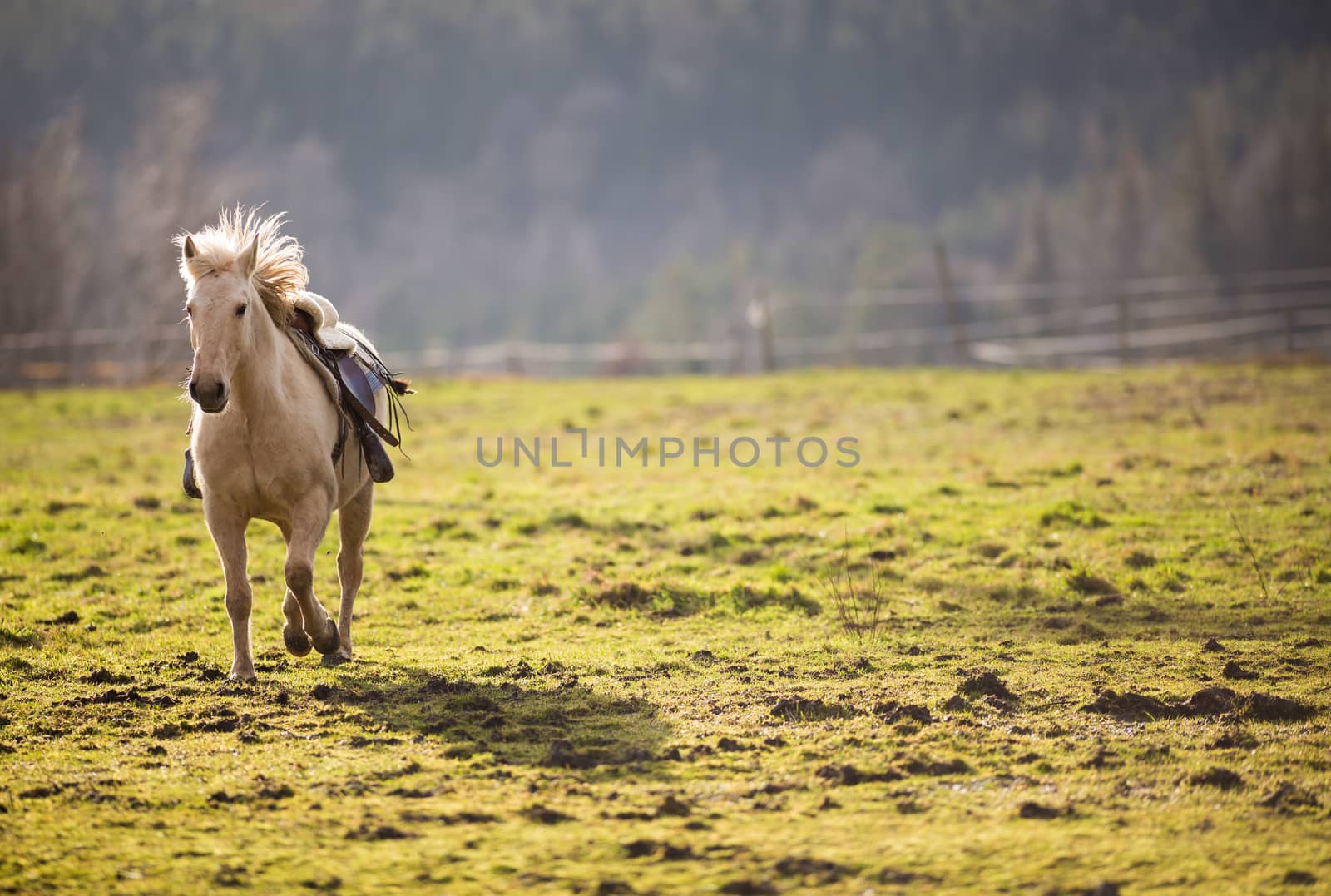 Beautiful, saddled horse galloping towards you by viktor_cap