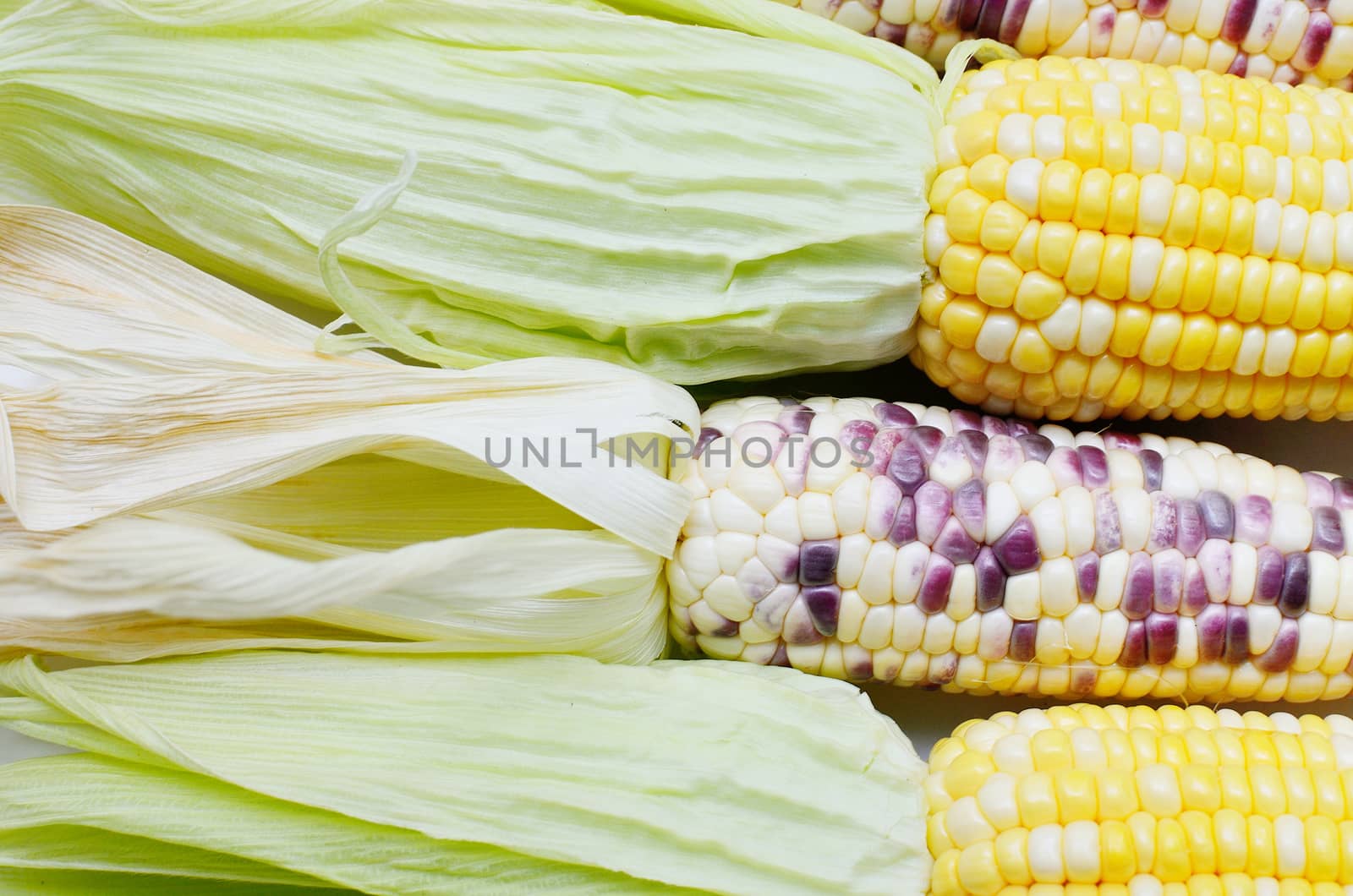 Sweet corn close up shot