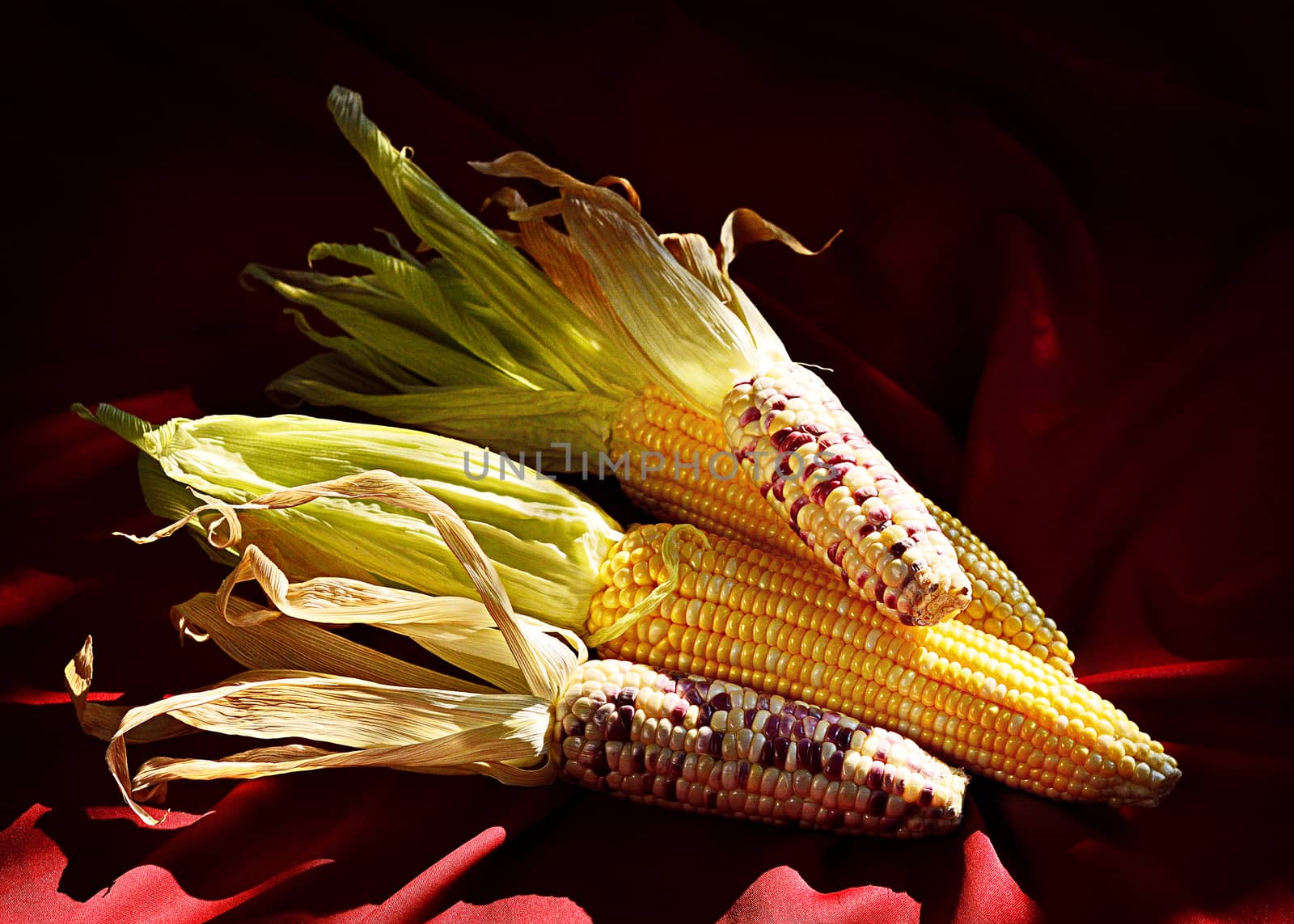 Sweet corn still life shot