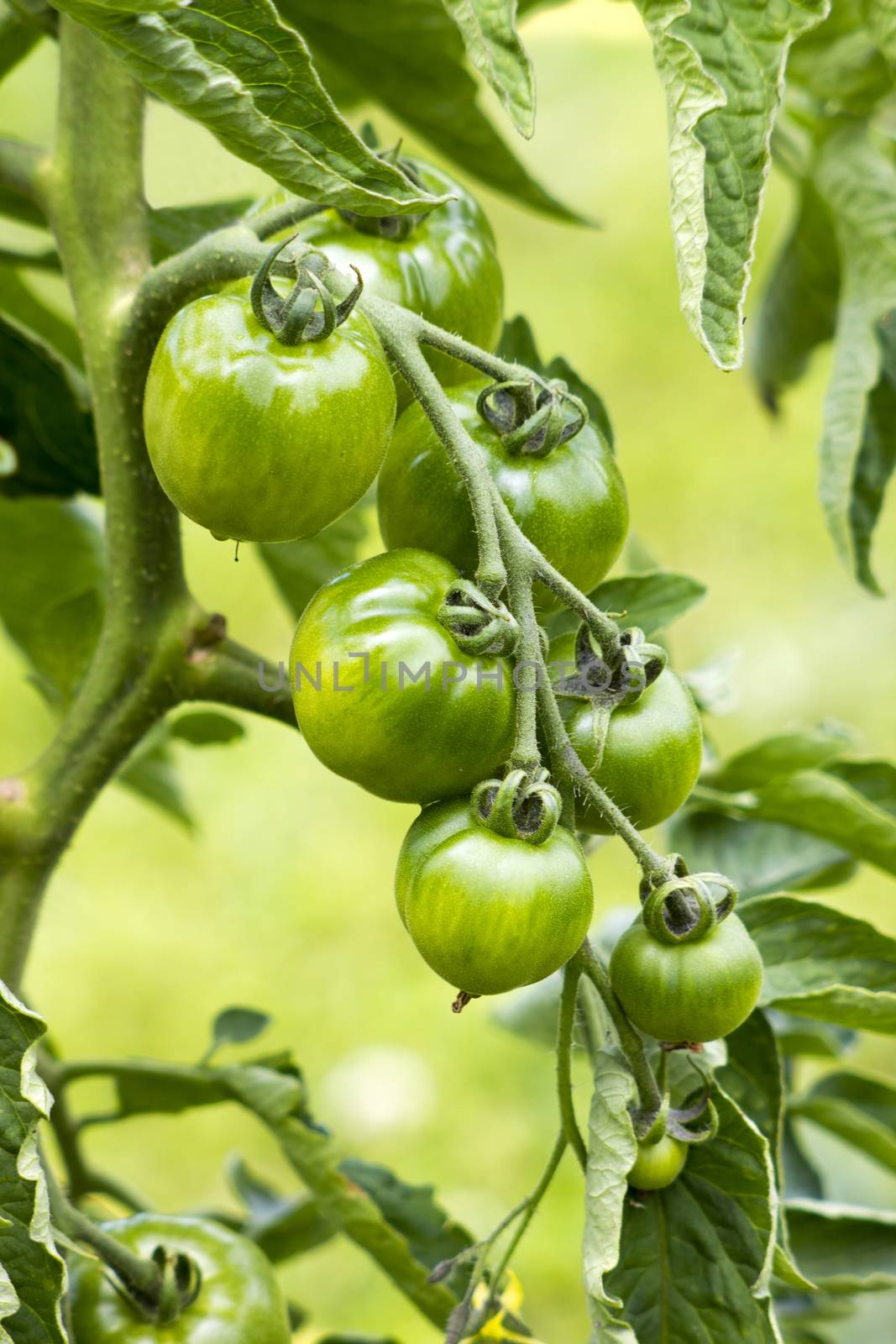 Green Tomatoes in a garden  by miradrozdowski
