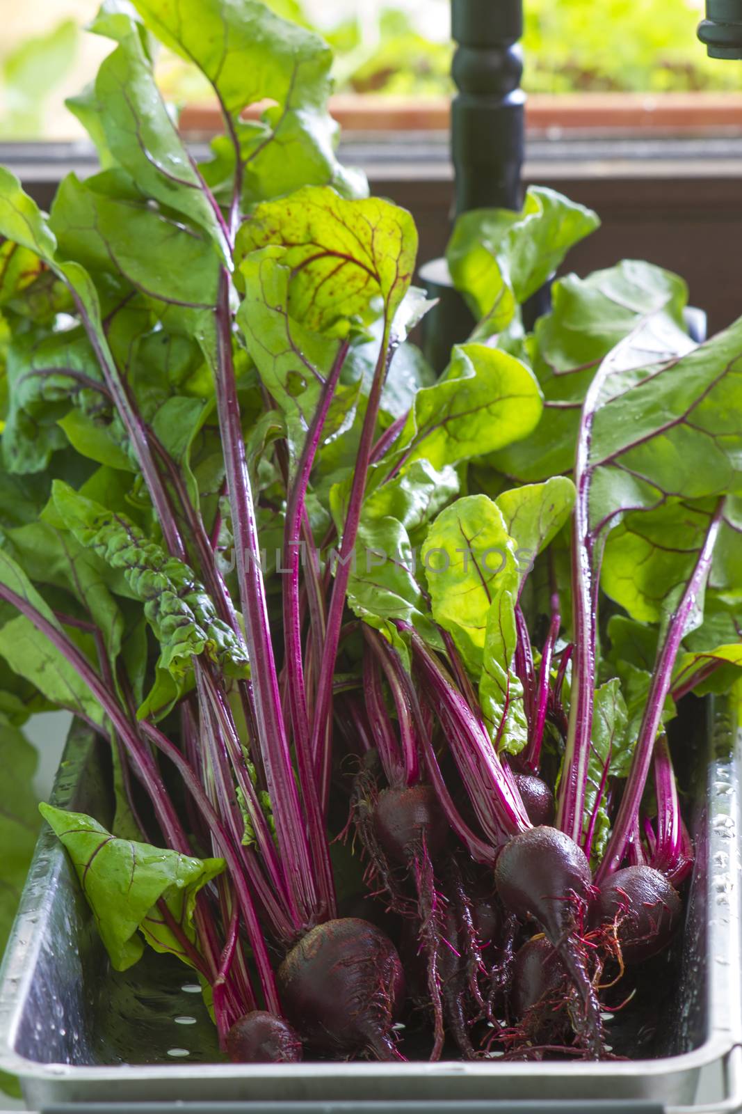 red beets in the kitchen sink by miradrozdowski