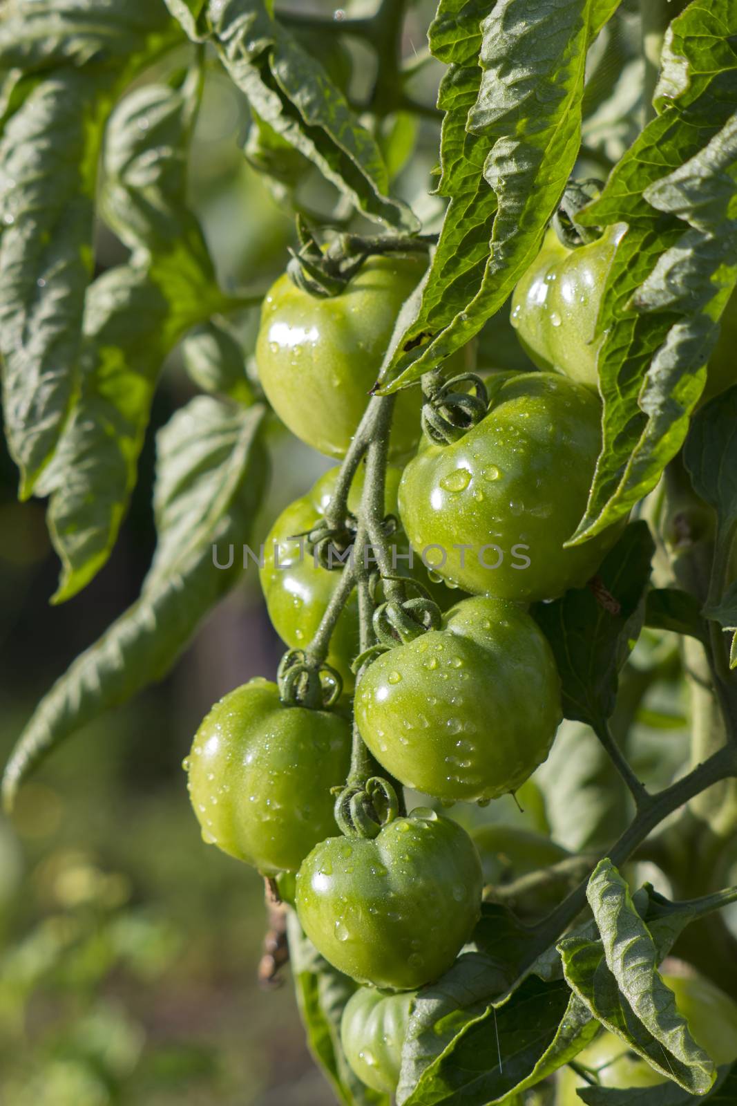 Green Tomatoes in a garden by miradrozdowski