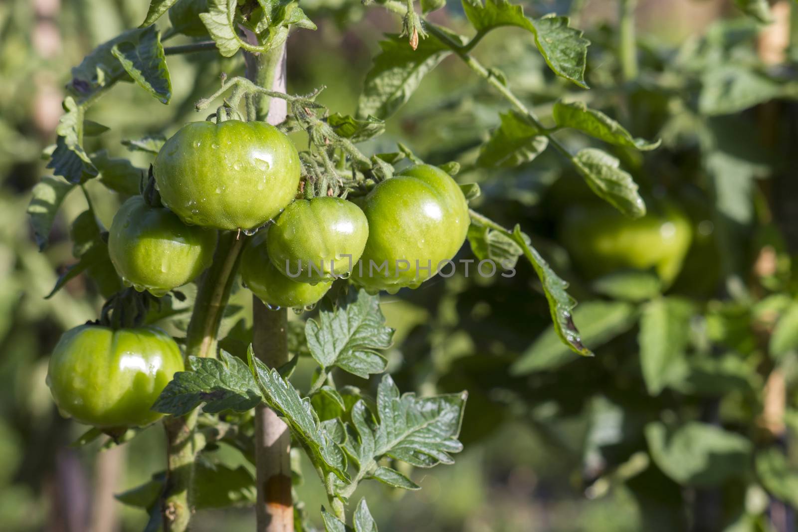 Green Tomatoes in a garden