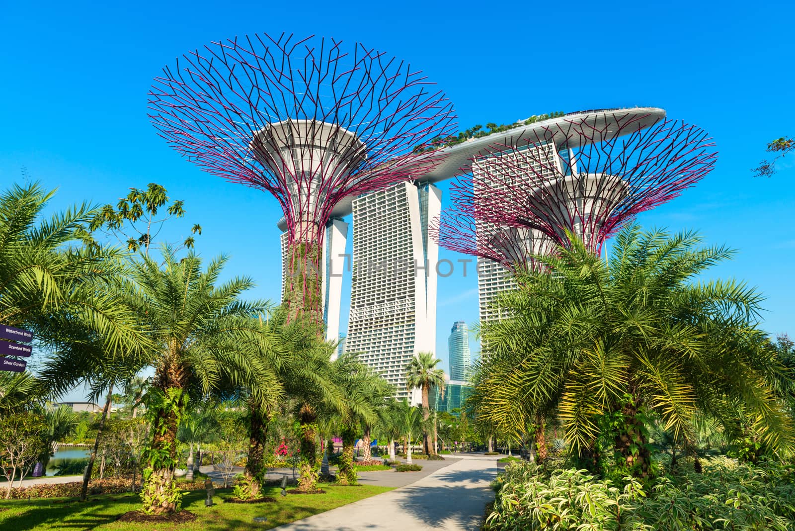 SINGAPORE - JUNE 01, 2014: Marina bay sands and Supertrees at Gardens by the Bay. Over 162,900 plants planted on the 18 Supertrees.