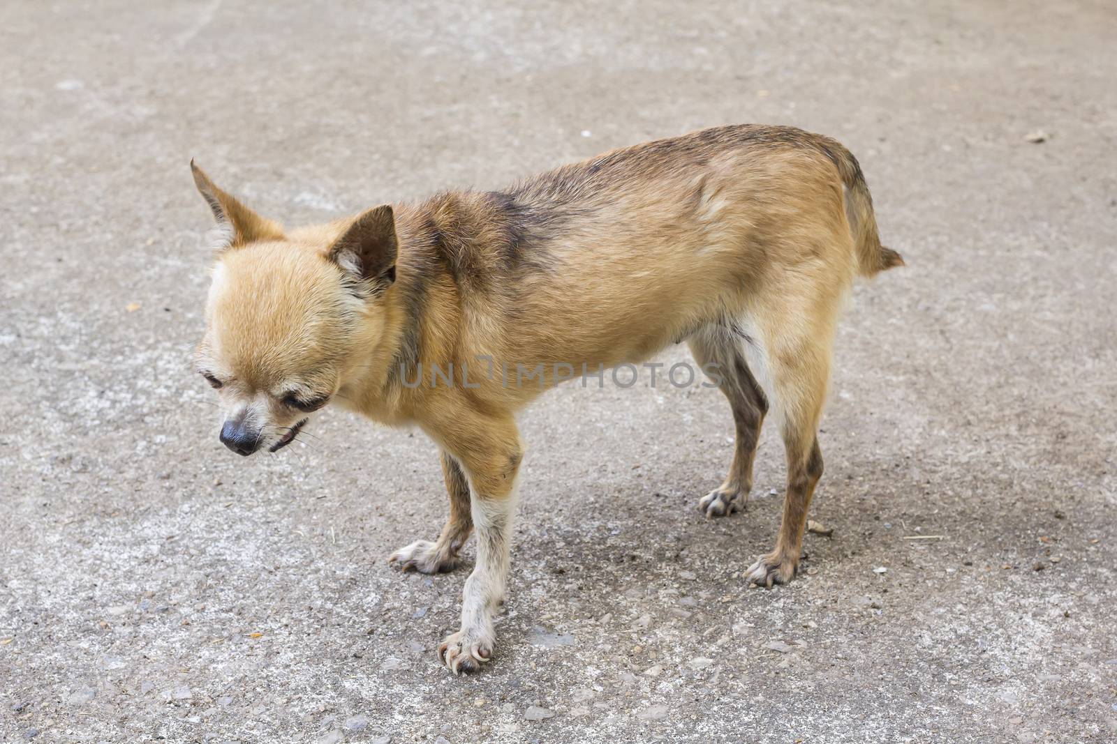 Short haired chihuahua dog standing
