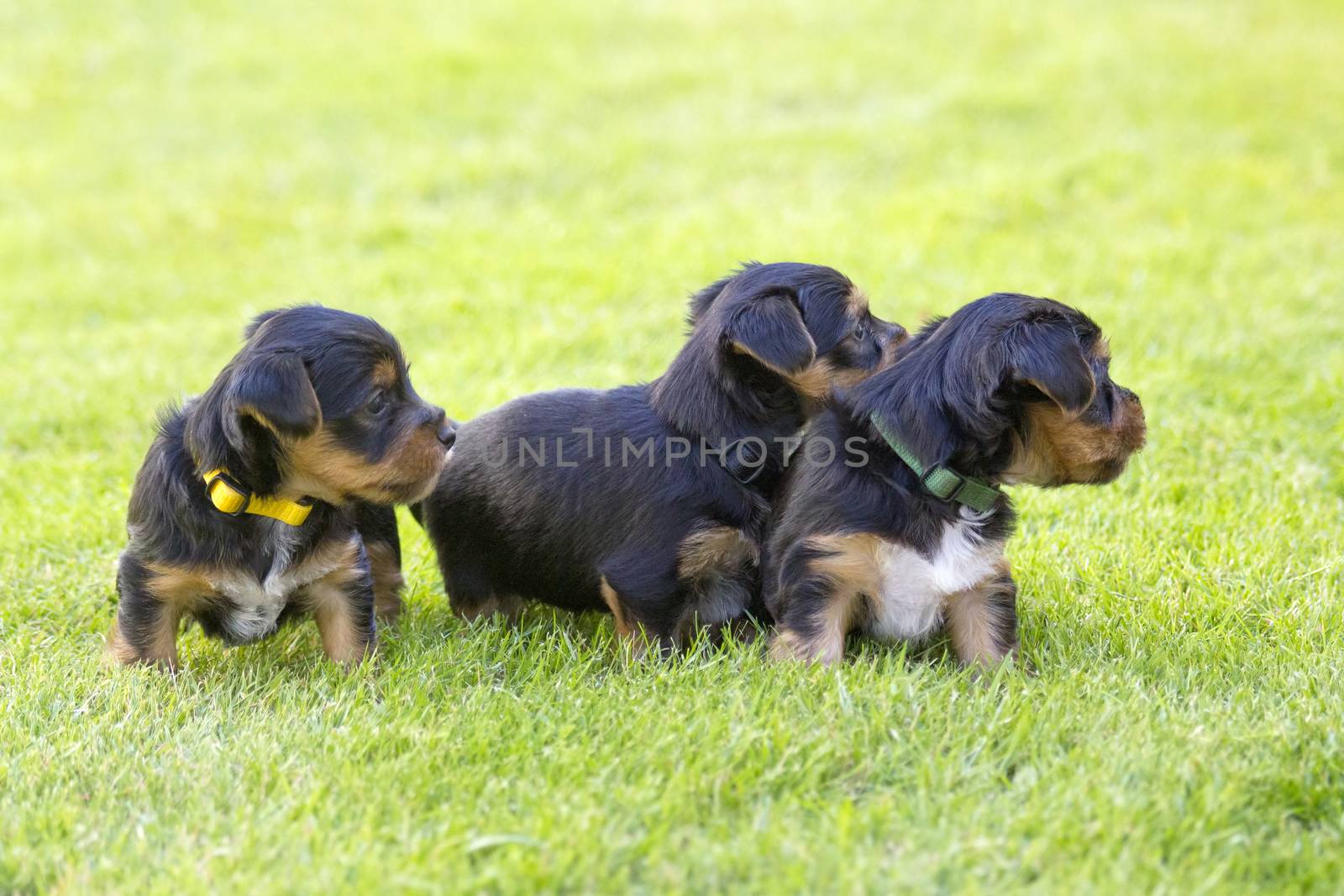 yorkshire terriers