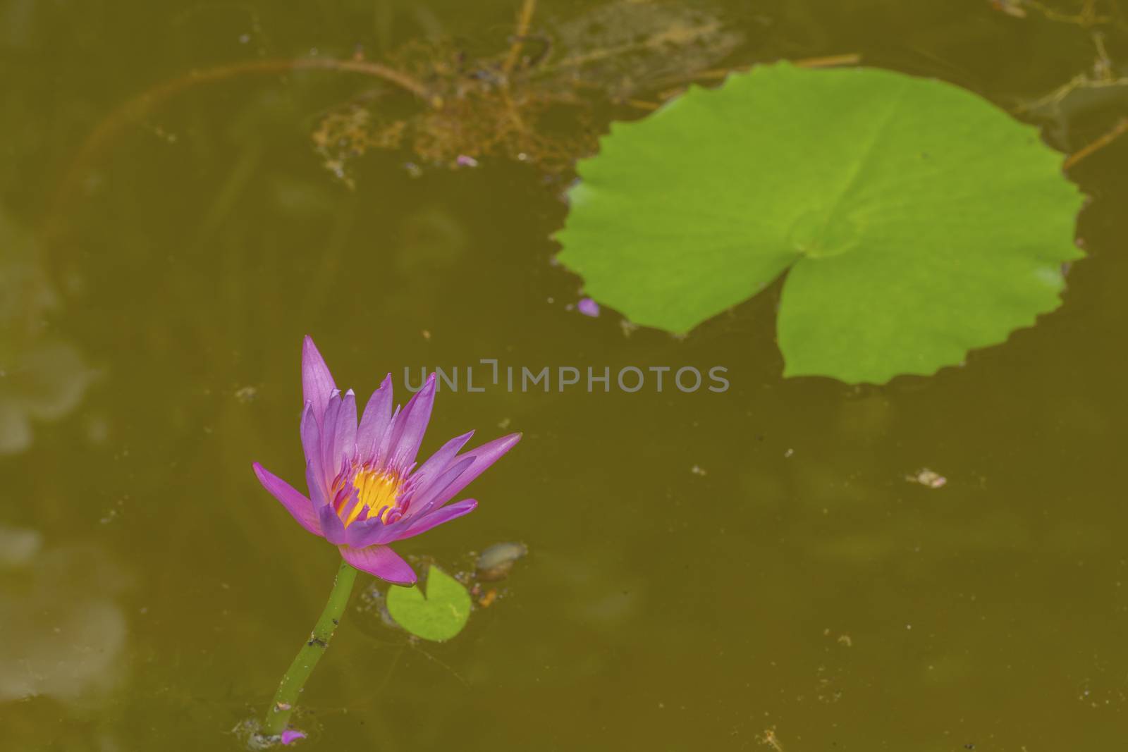 Lotus Flower by olovedog