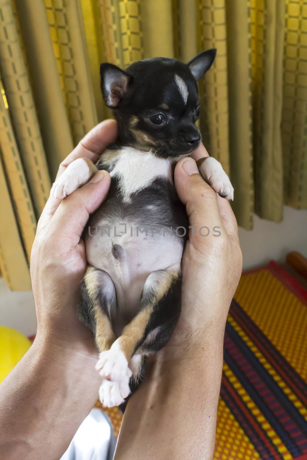 Puppy chihuahua in hand