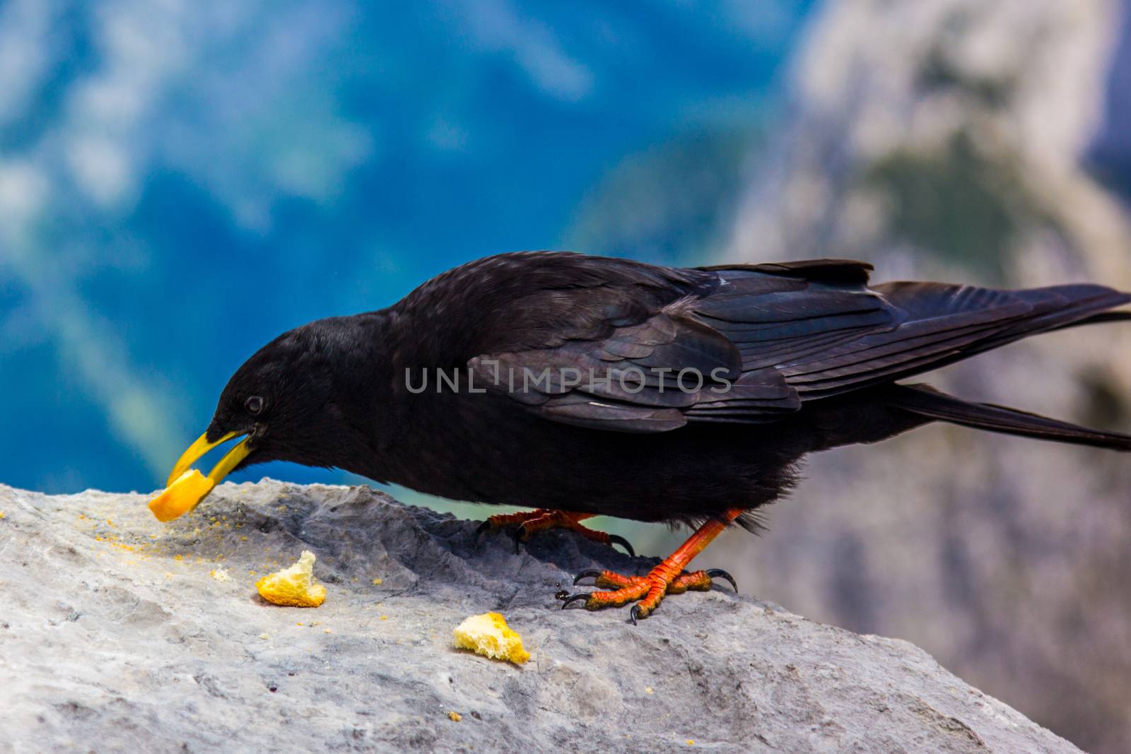 Alpine chough in high Alps mountains Austria