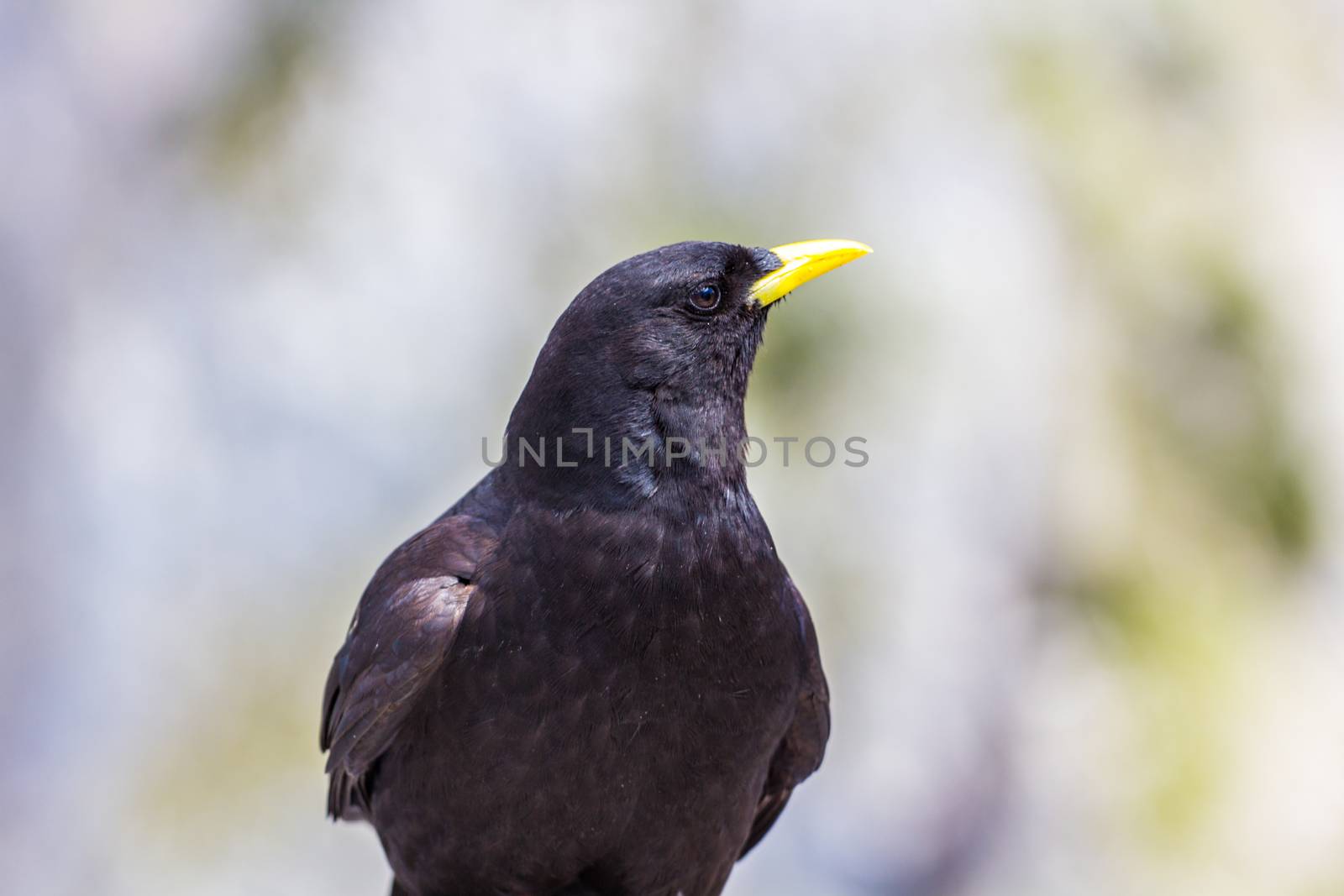 Alpine chough in high Alps mountains Austria