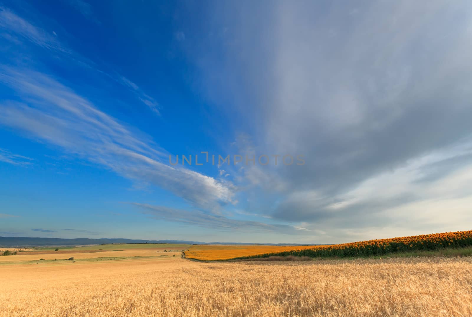 Fields of sunflowers and wheat on blue sky background