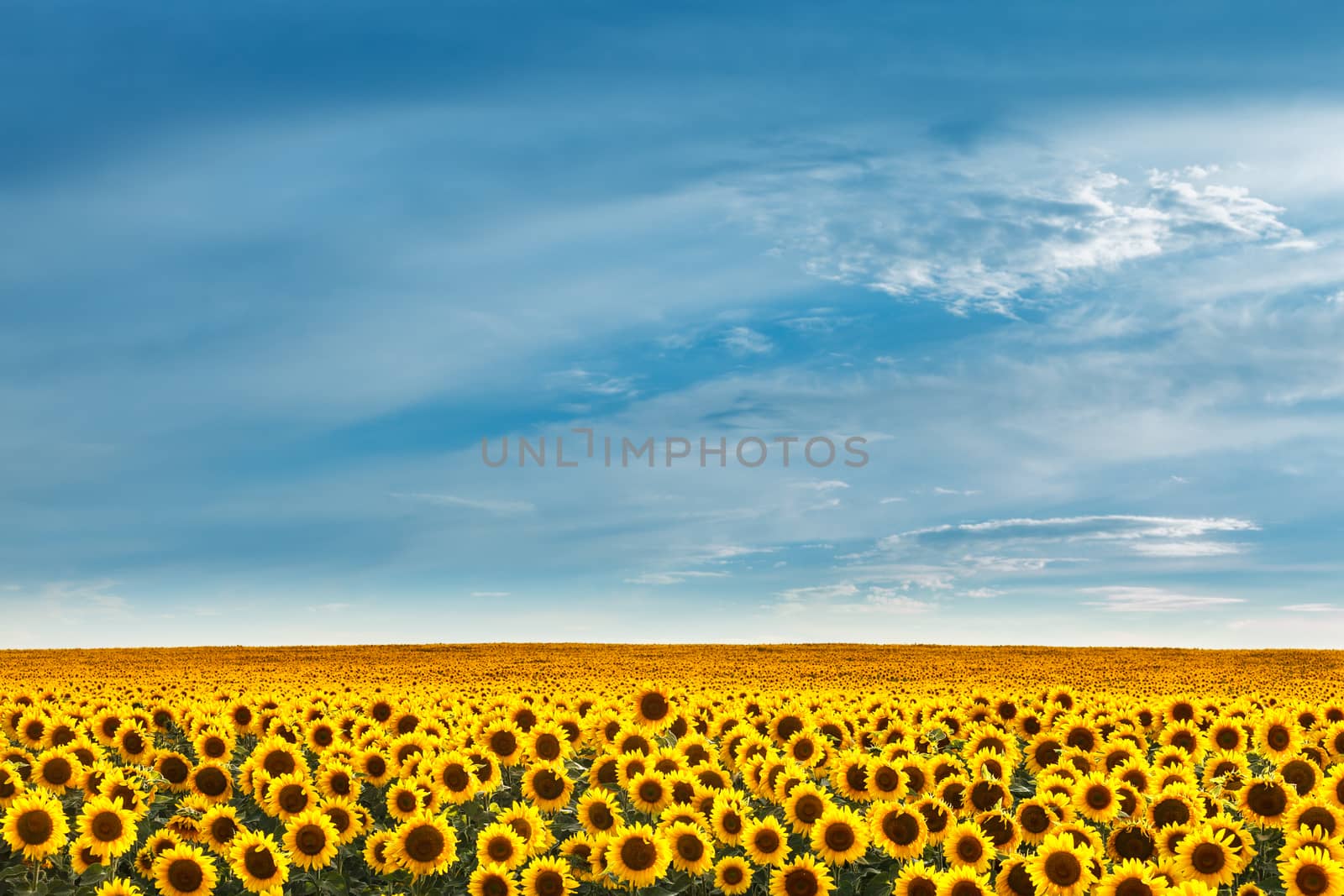 Field of sunflowers on a background of blue sky.