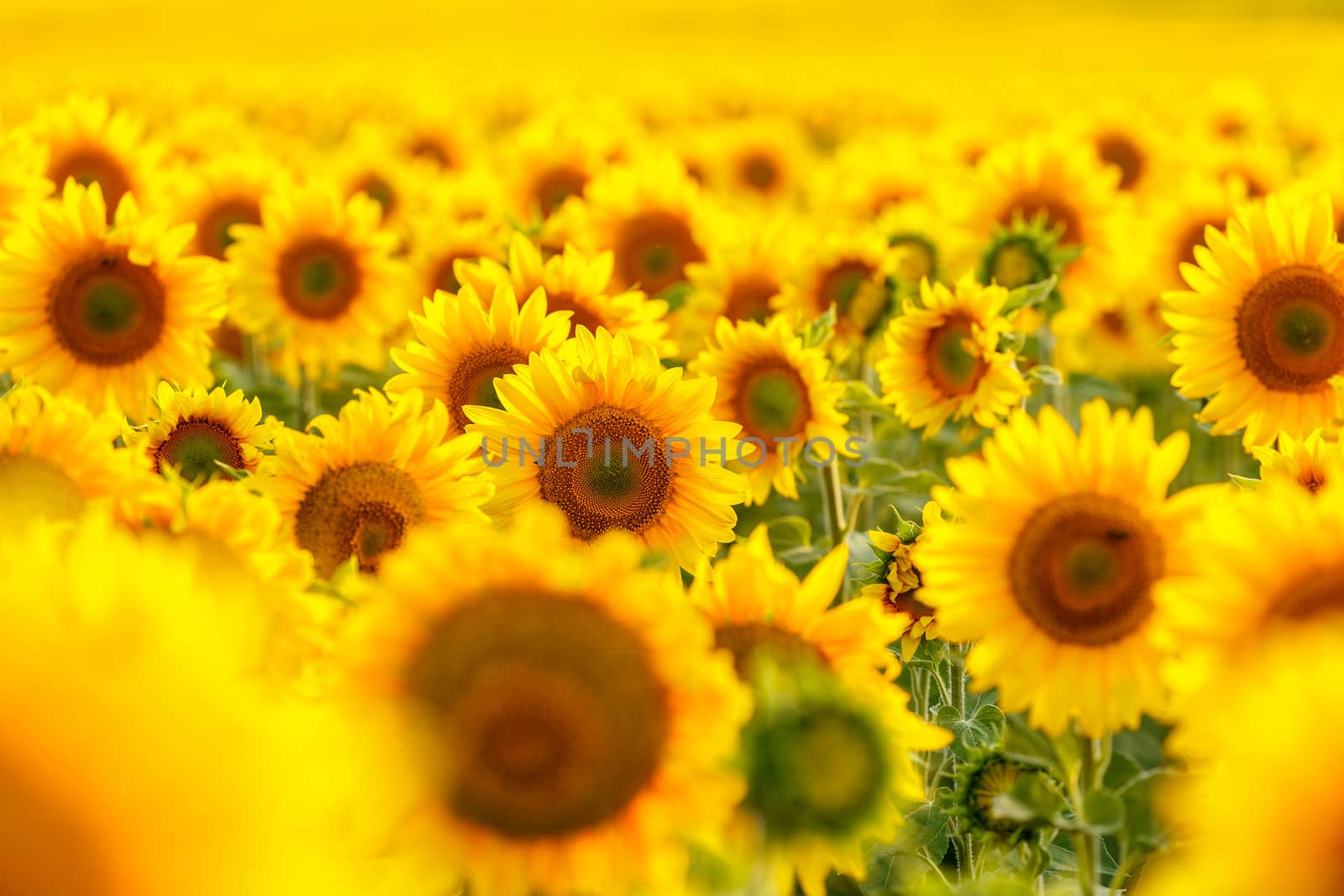 Sunflower field, backlit, close-up.