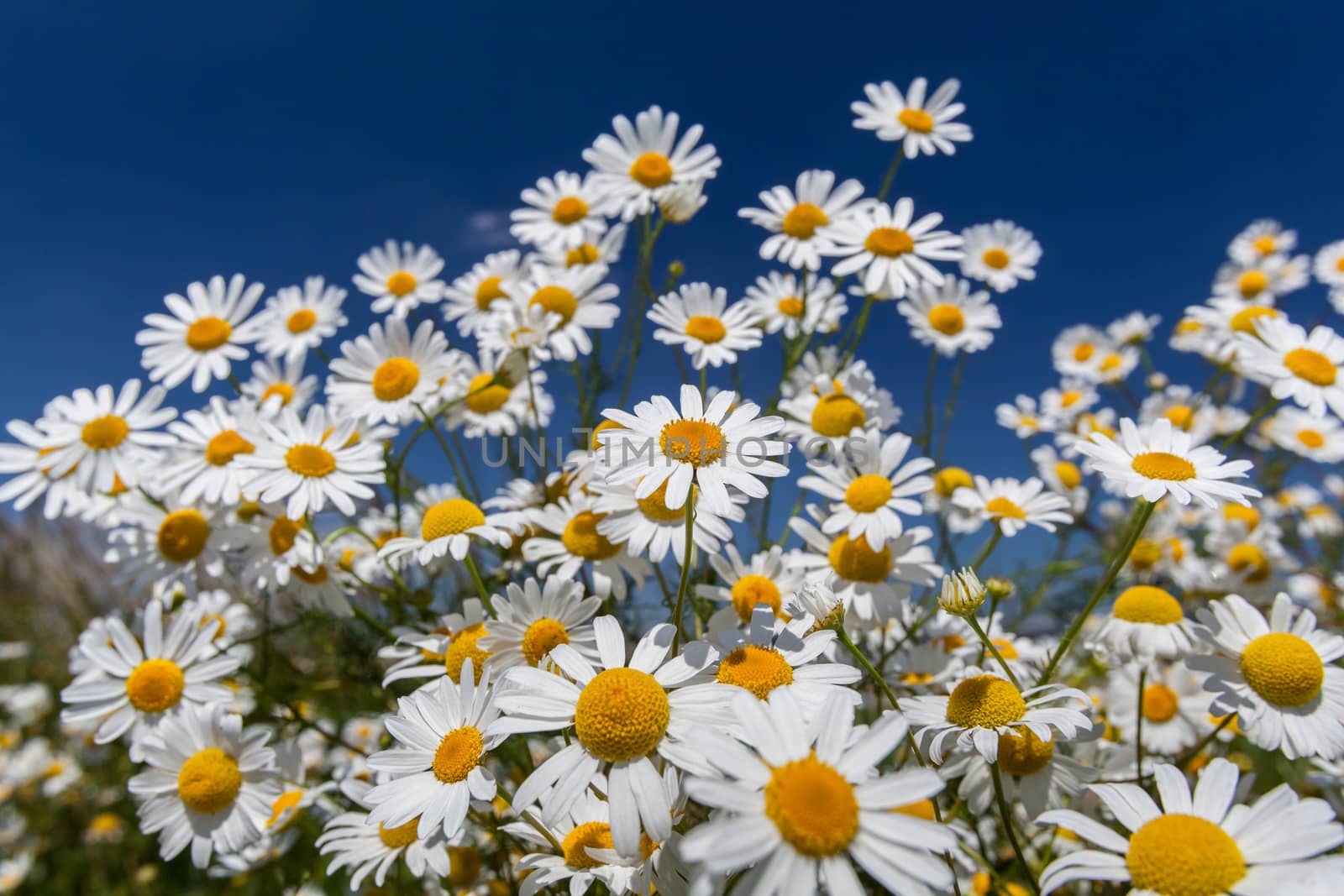 Daisies closeup on blue sky background.