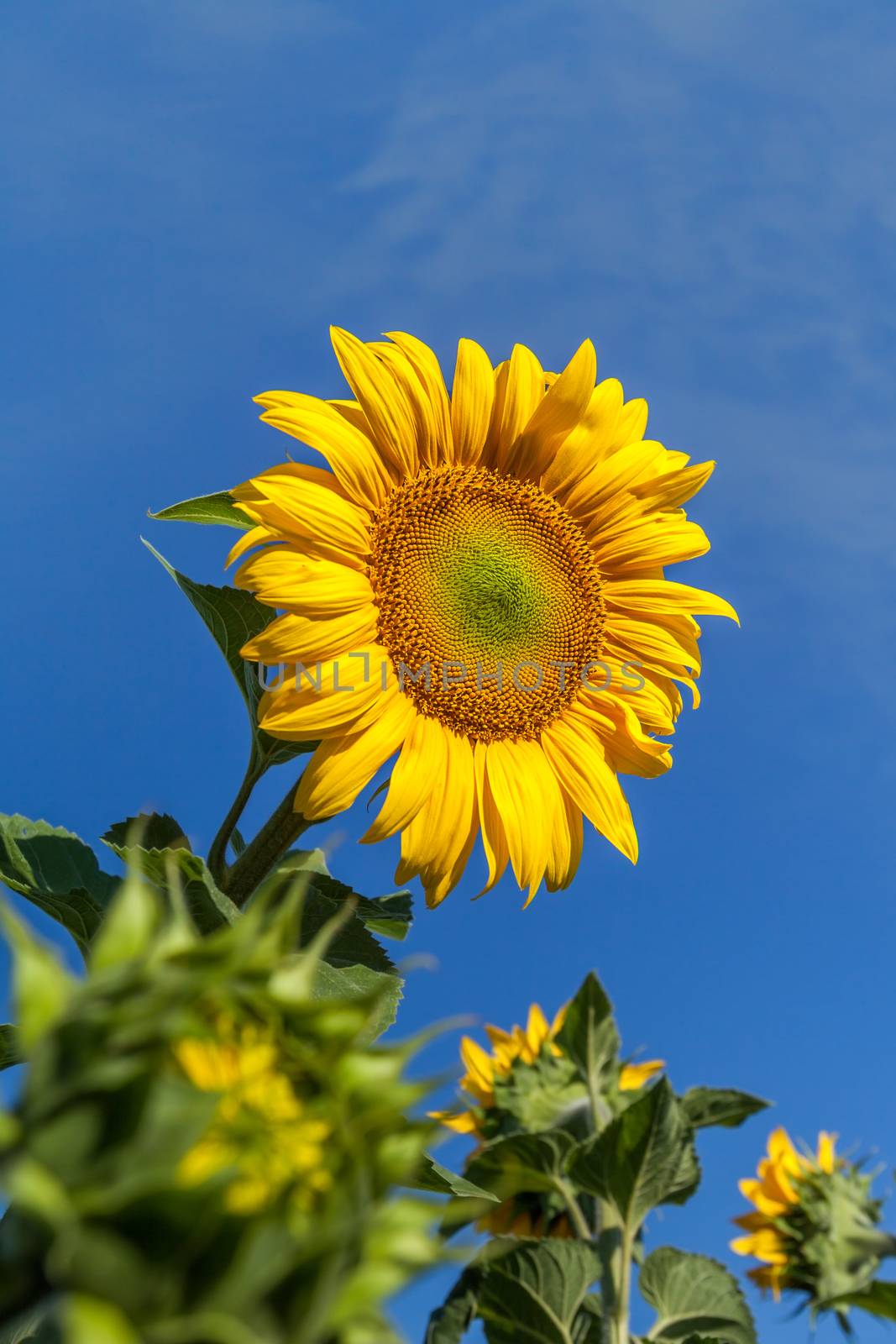 Flower sunflower on a background of blue sky, close-up.