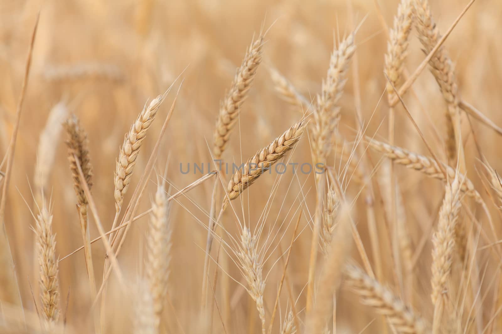 wheat ears close-up