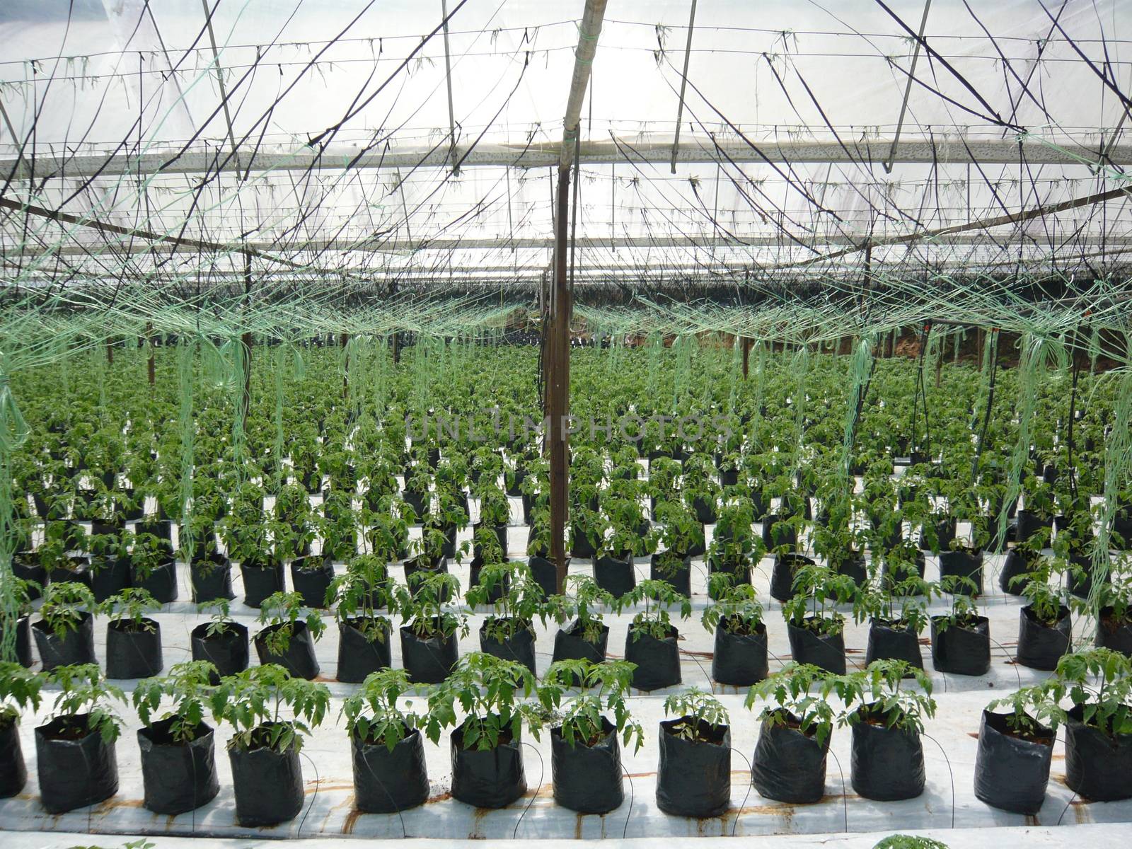 Tomato planting crop in greenhouse at Cameron Highland by sundaemorning