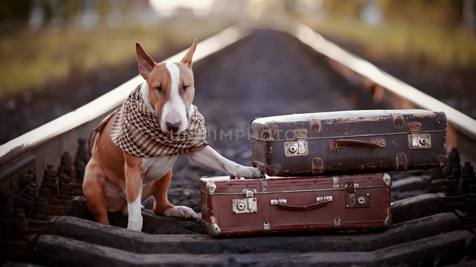 The bull terrier looks for the house. The dog waits for the owner. The lost dog. Bull terrier on the road. Dog on rails. Dog with suitcases.