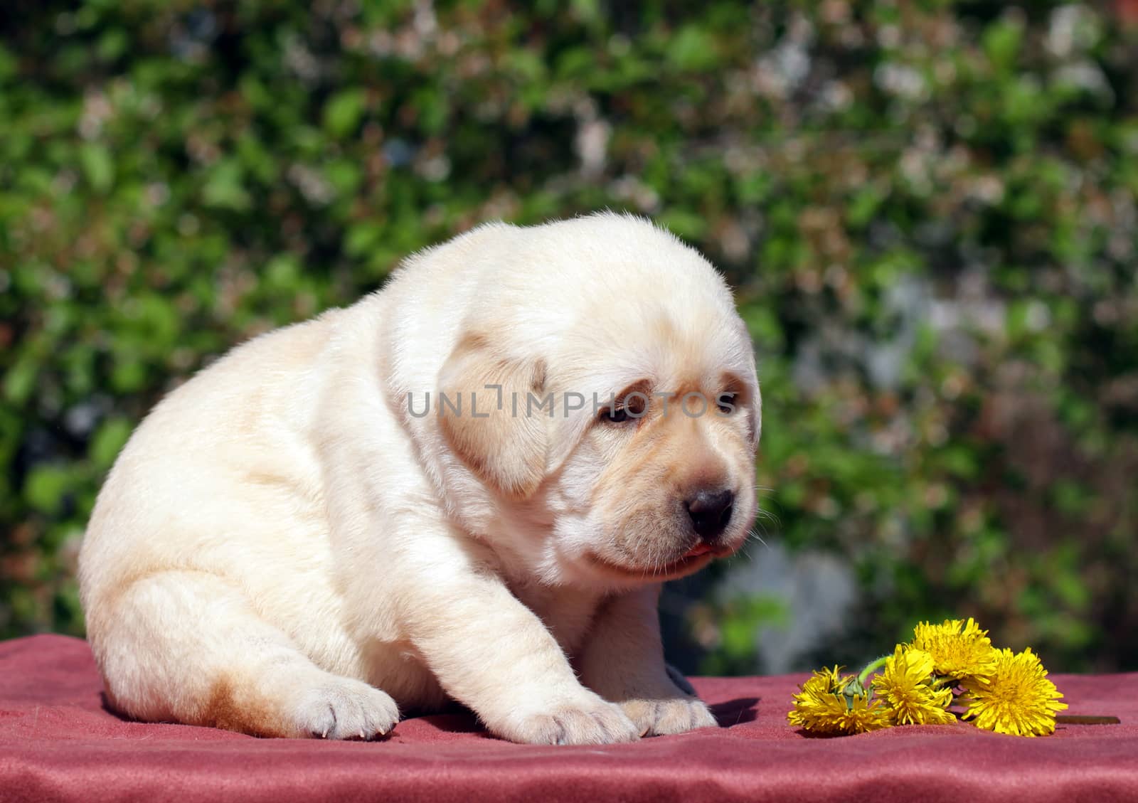 newborn happy yellow labrador puppy in spring with dandelions