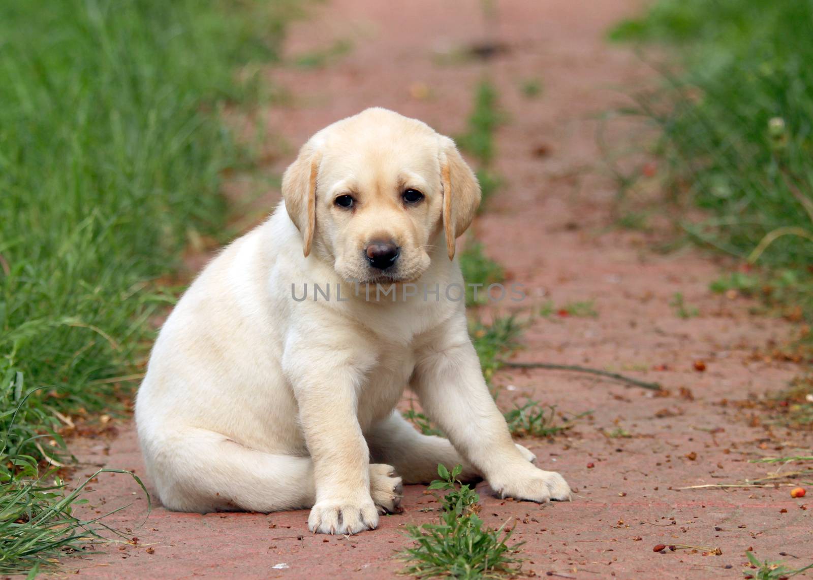 yellow labrador puppy sitting on blue background close up