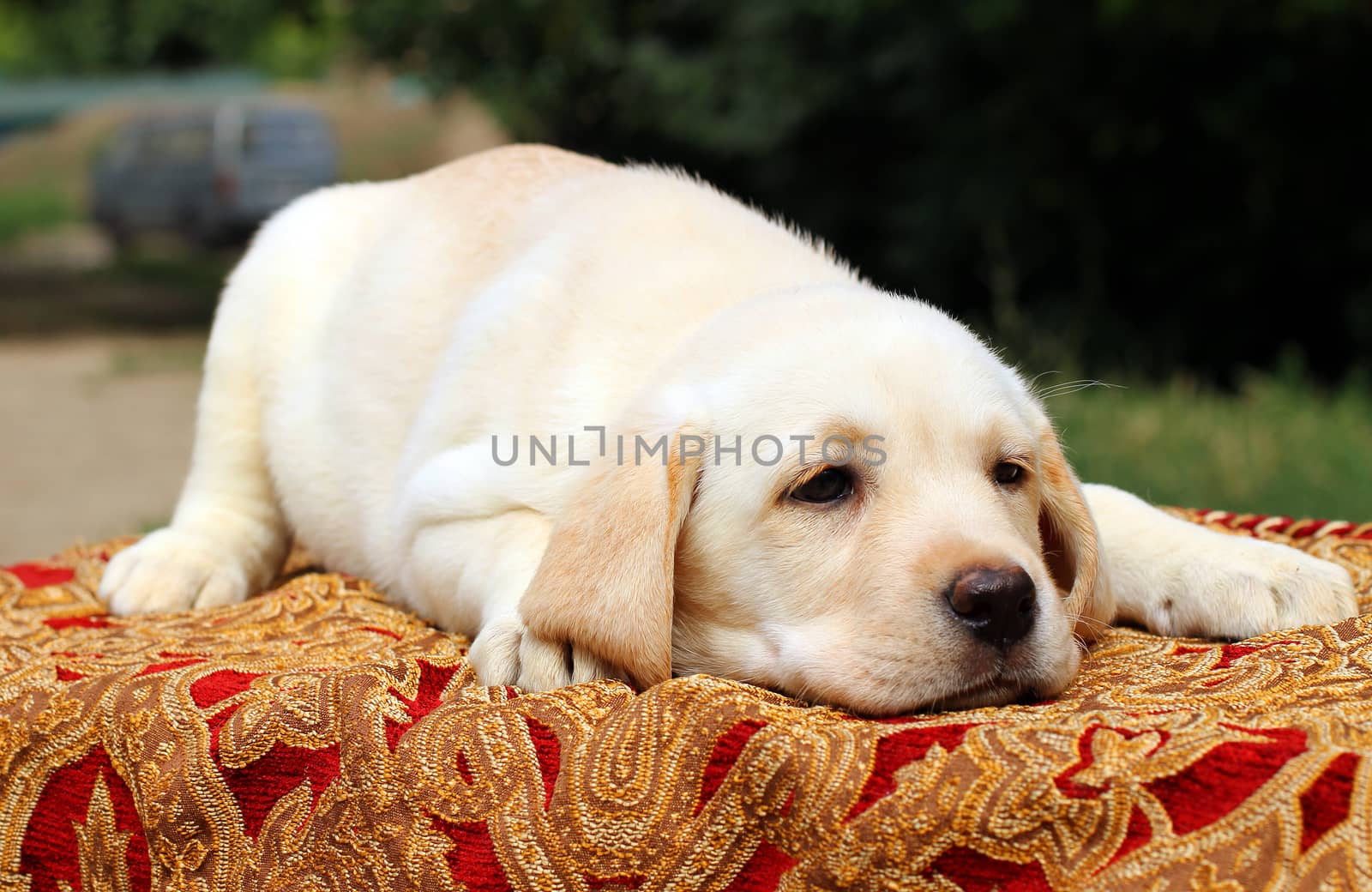 yellow labrador puppy on the table close up