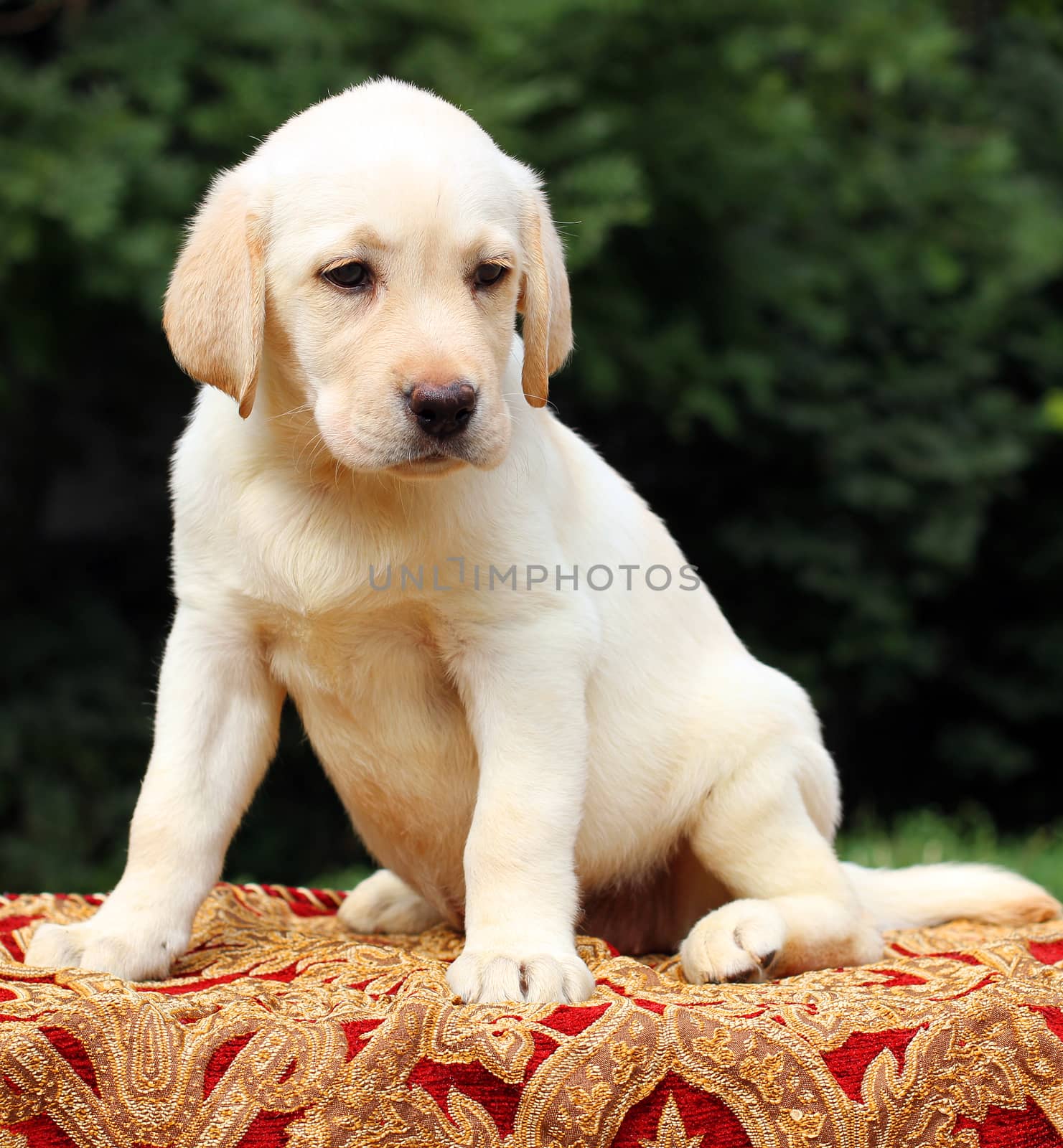 yellow labrador puppy sitting on the table close up