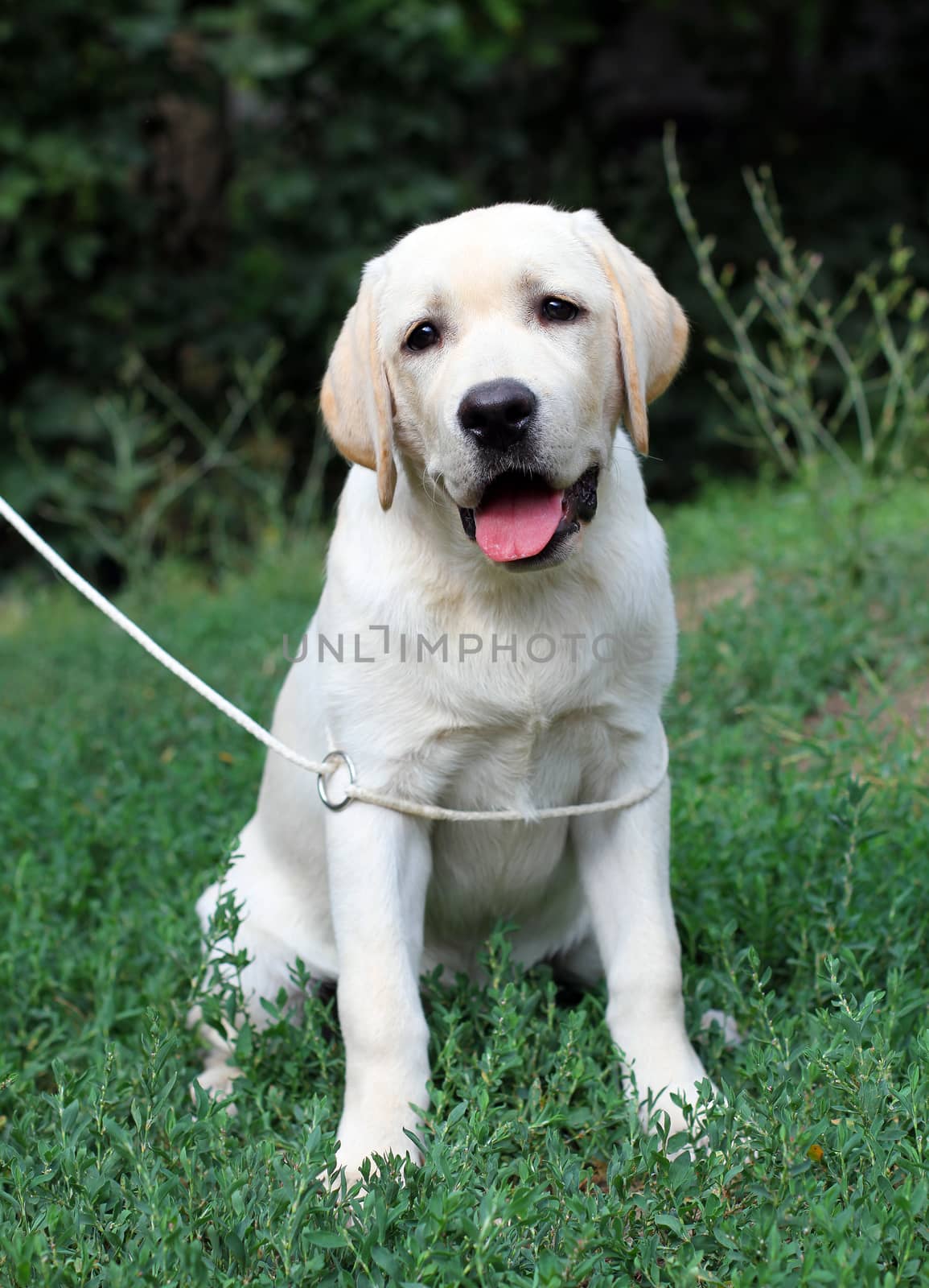 yellow labrador puppy sitting close up in the grass