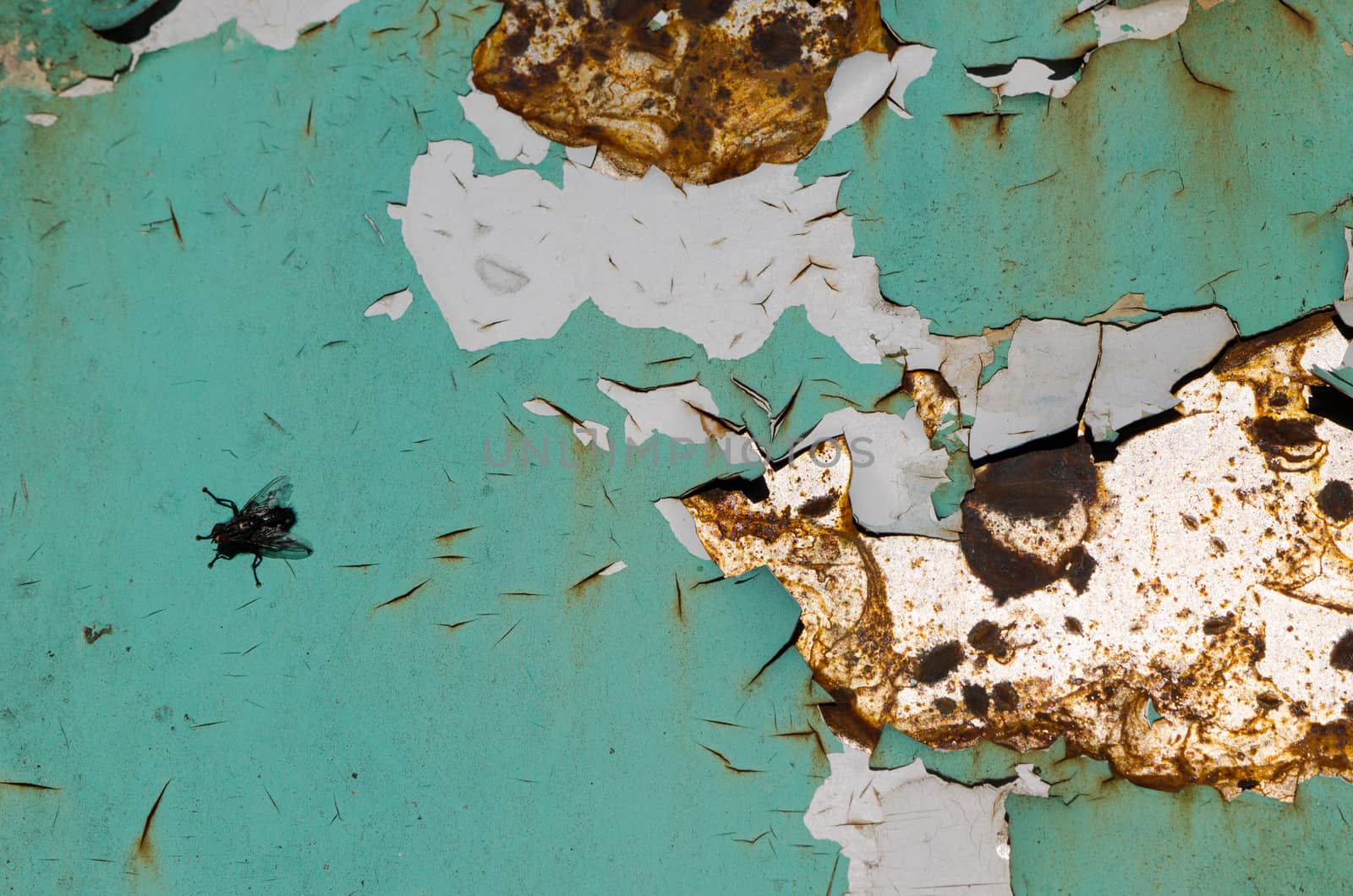 background of cracked surface of the plate and small black fly