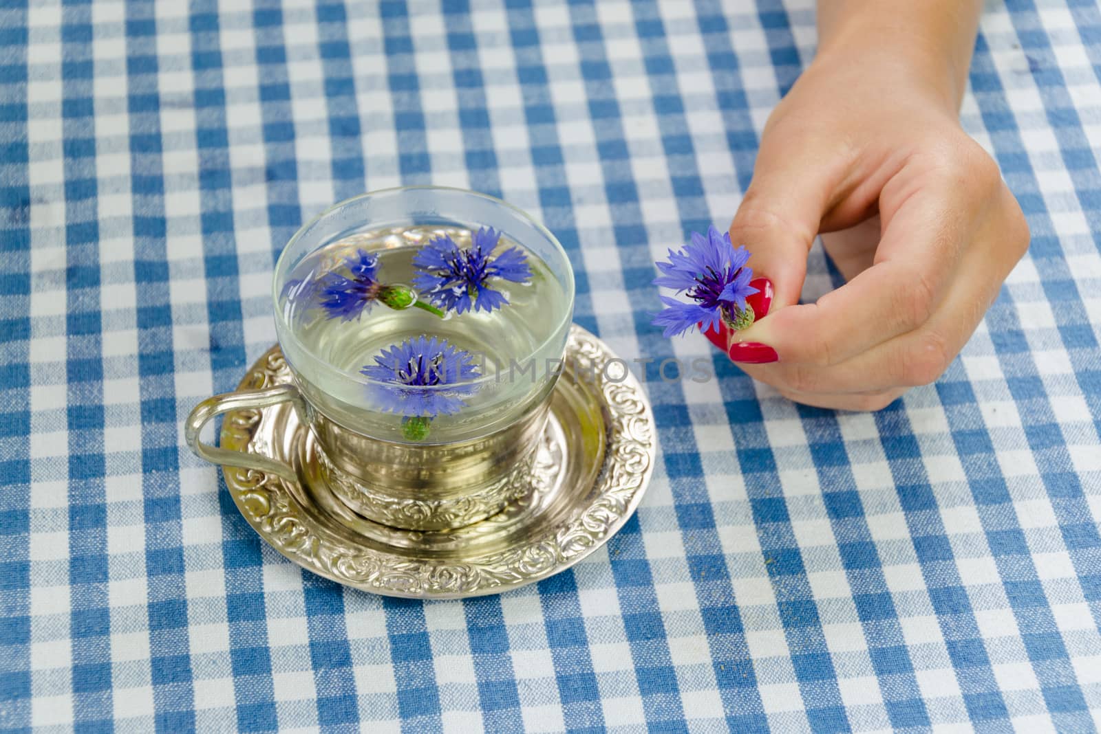 hand hold fresh cornflower blossom. herbal tea cup by sauletas