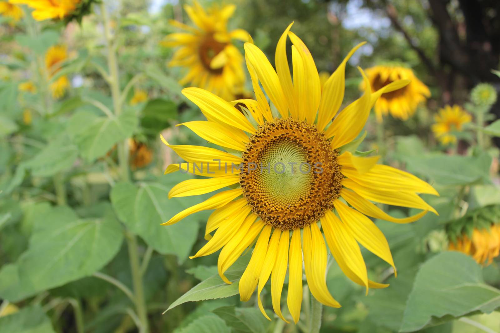 sunflower in the garden