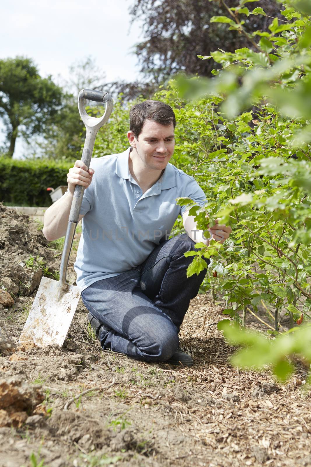 Landscape Gardener Planting Hedge