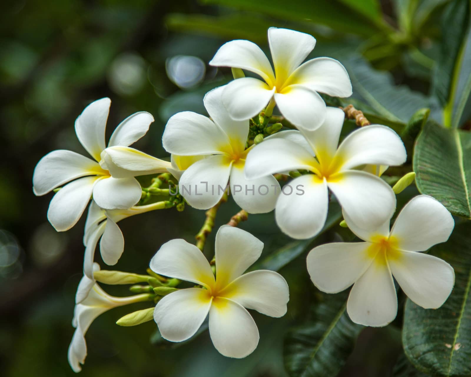 White frangipani flowers with leaves in background