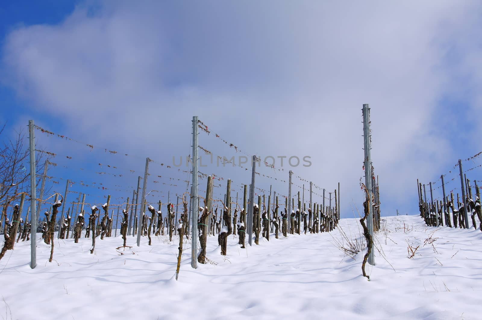 snowy vineyard with Drahtbau and bare vines in the winter