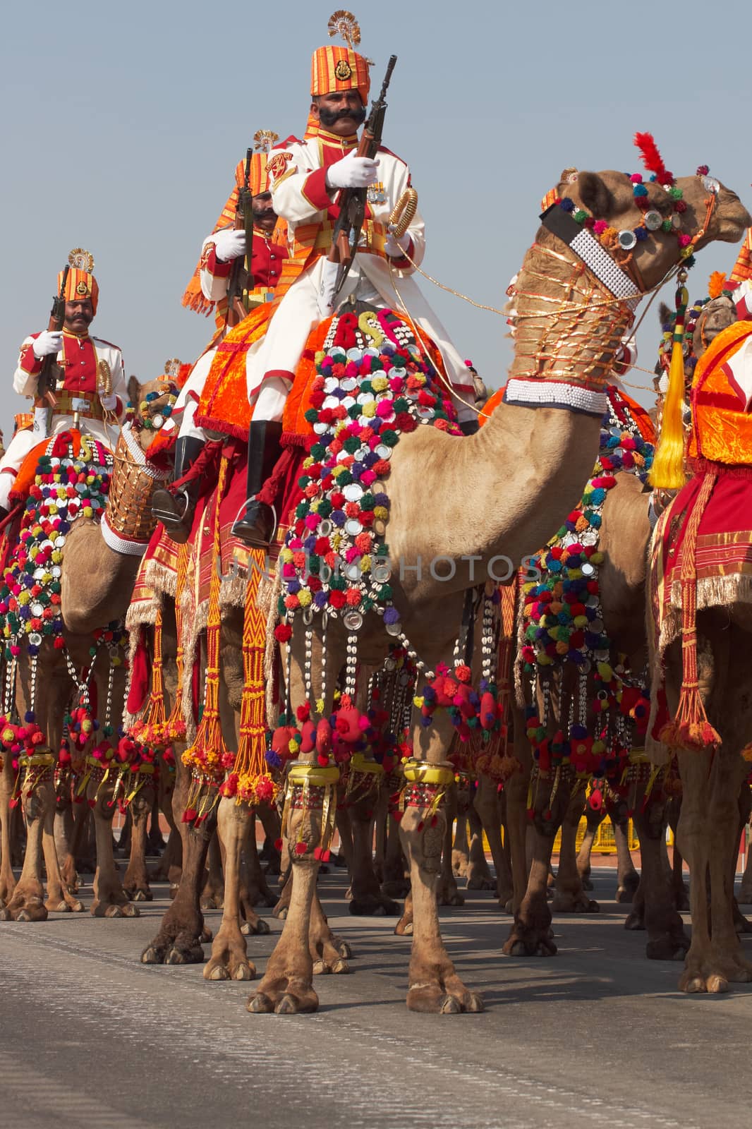Soldiers of the Indian Border Security Force riding their camels down the Raj Path in preparation for the annual Republic Day Parade