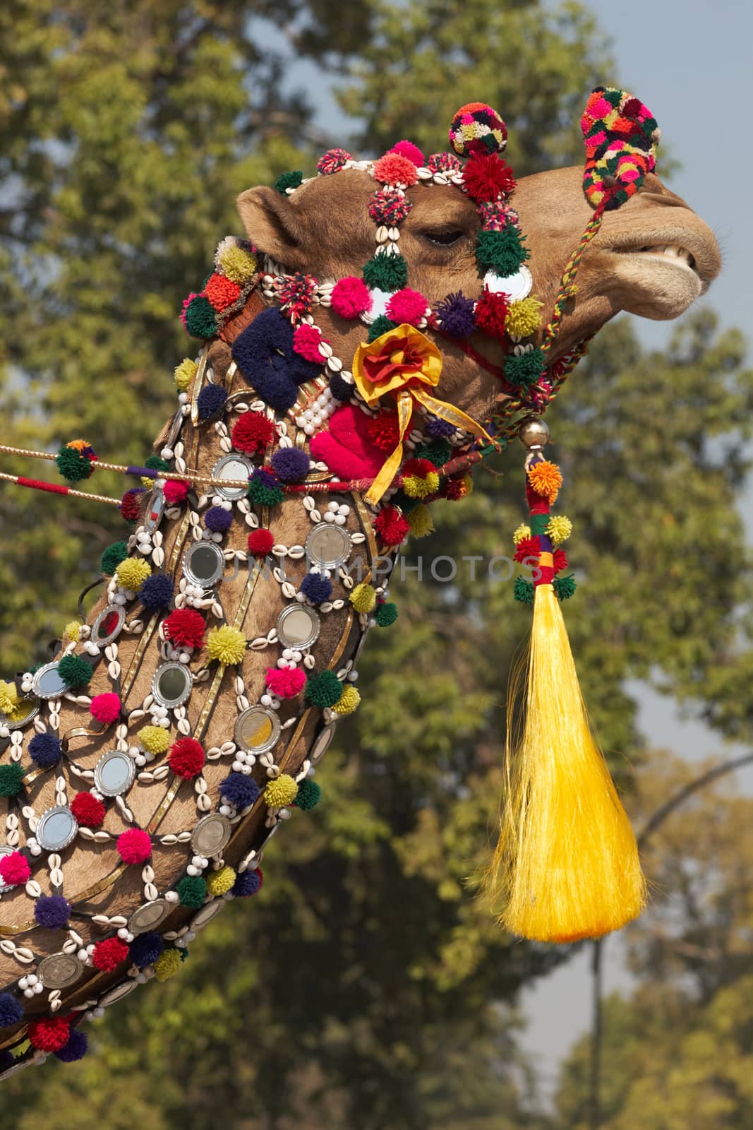 Camel of the Indian Border Security Force parading down the Raj Path in preparation for the annual Republic Day Parade