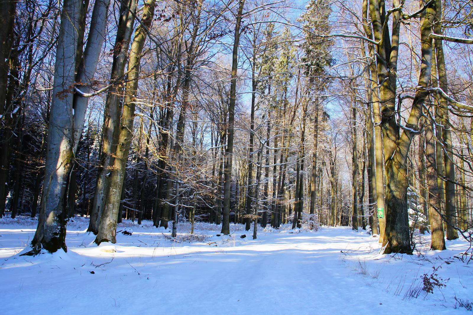 snowy path in a mixed forest with beech, oak and spruce