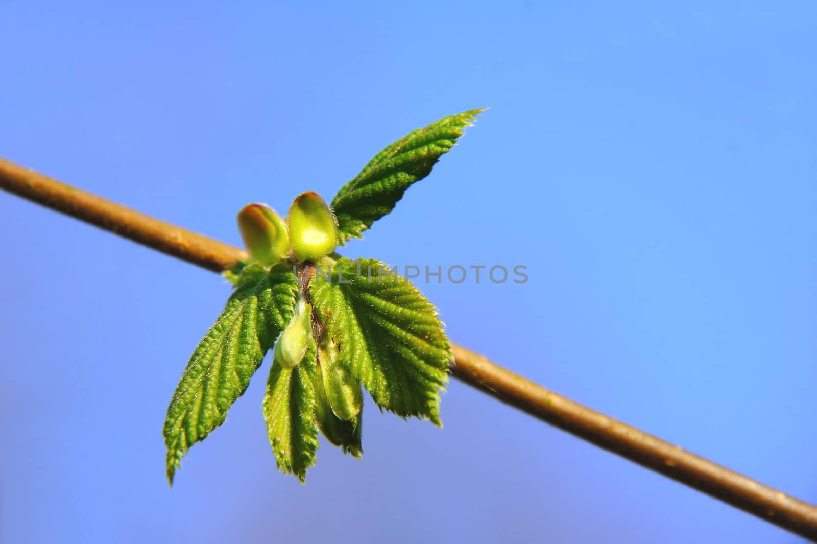 young hazel leaves on thin branch, macro against a blue sky