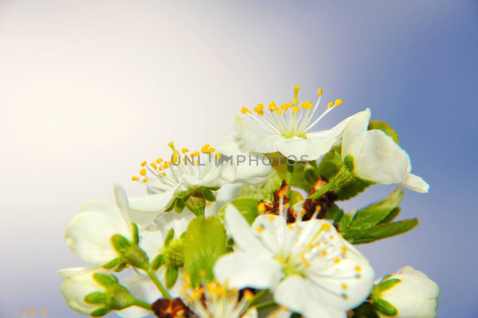 white mirabelle plum blossoms macro in springtime