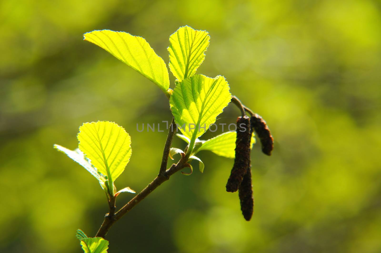 small young alder leaves in spring, macro in backlight with dark alder flowers