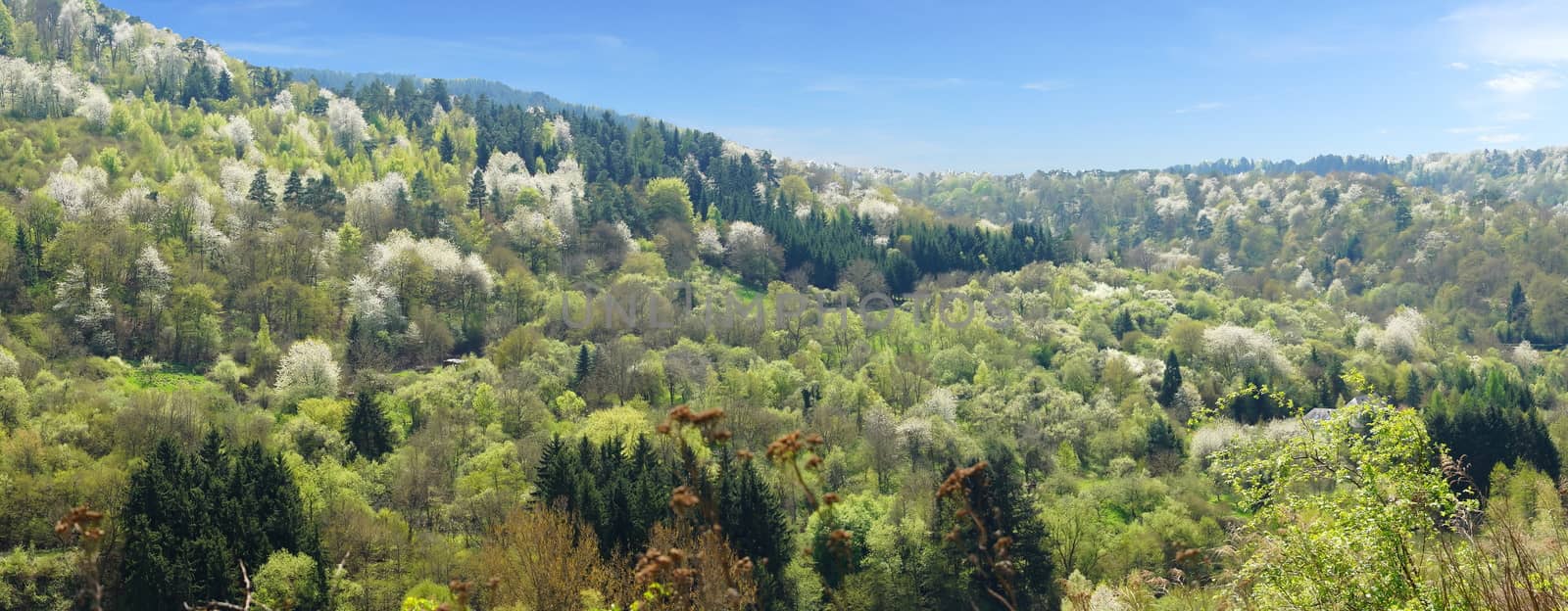 colorful mixed forest panoramic in spring with white flowering, light green and dark green trees