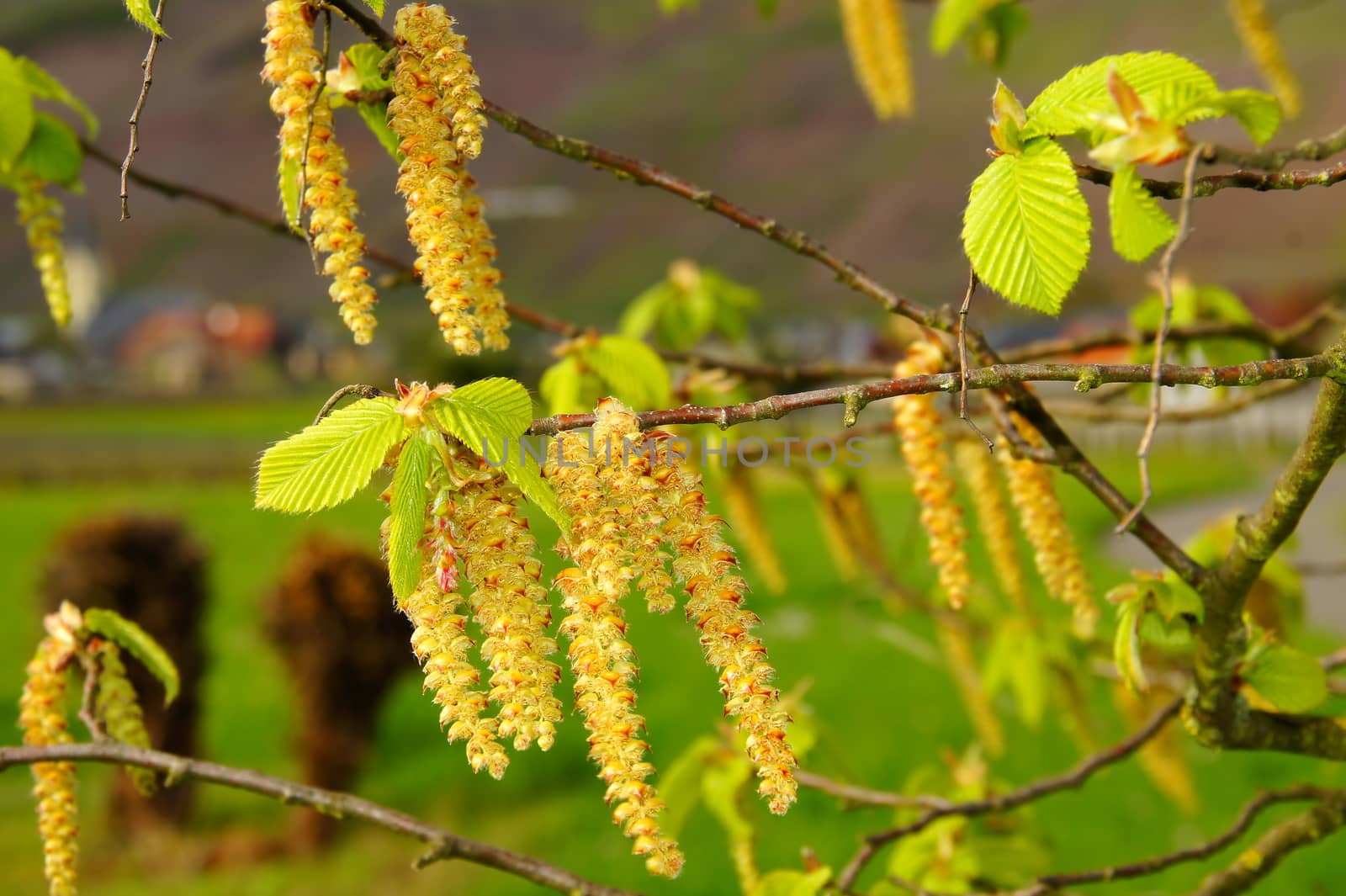 yellow hornbeam flowers with bright green young leaves macro