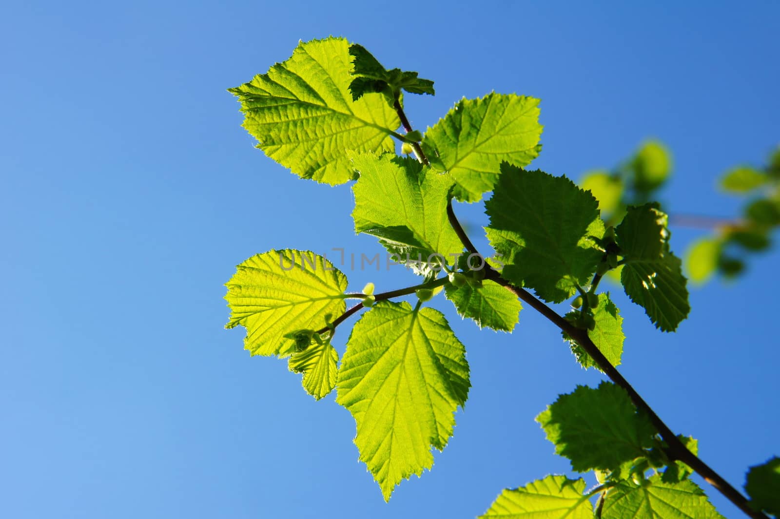 green young hazel leaves backlight against a blue sky